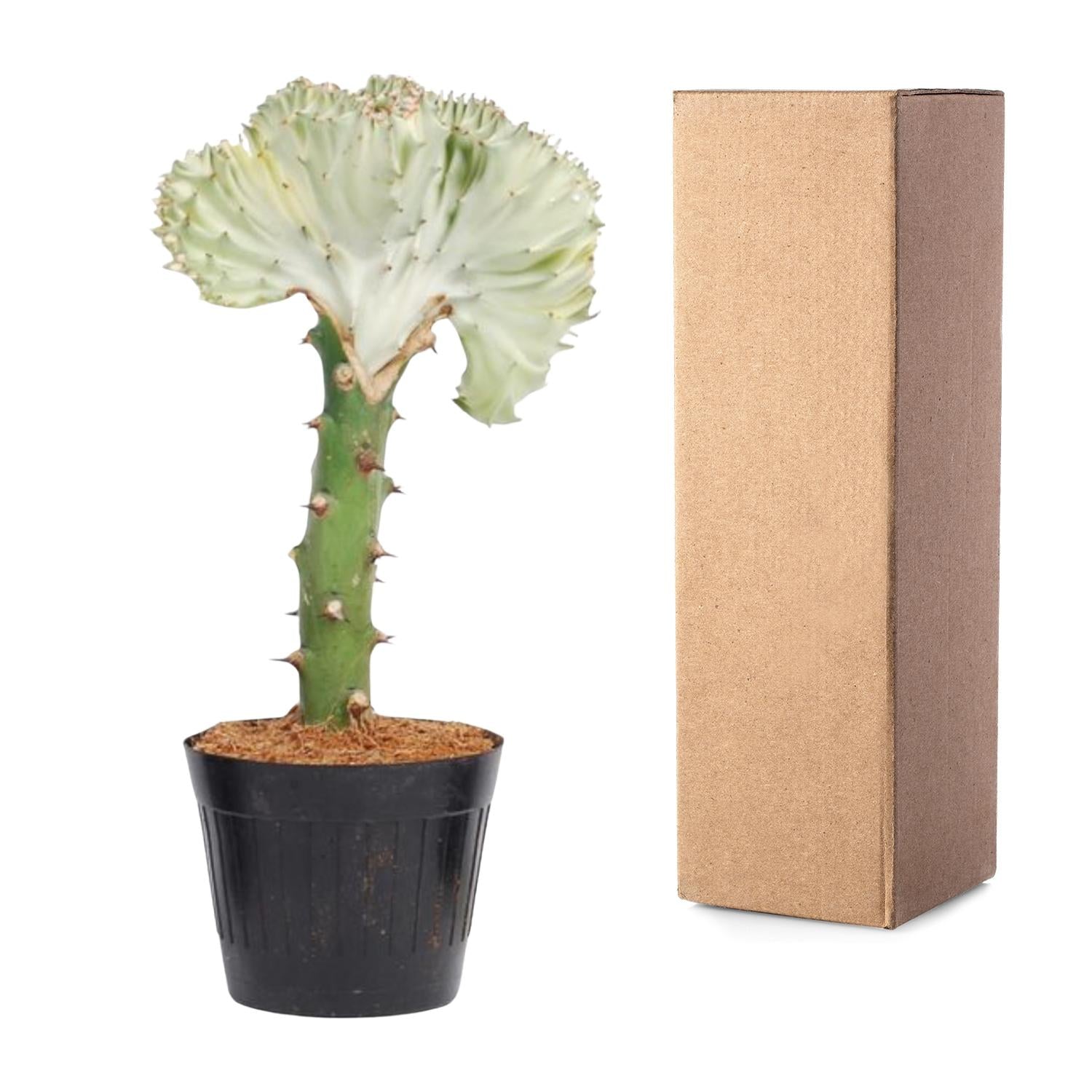 Euphorbia Lactea Cristata Wit Ø 10,5 H 30 cm 3