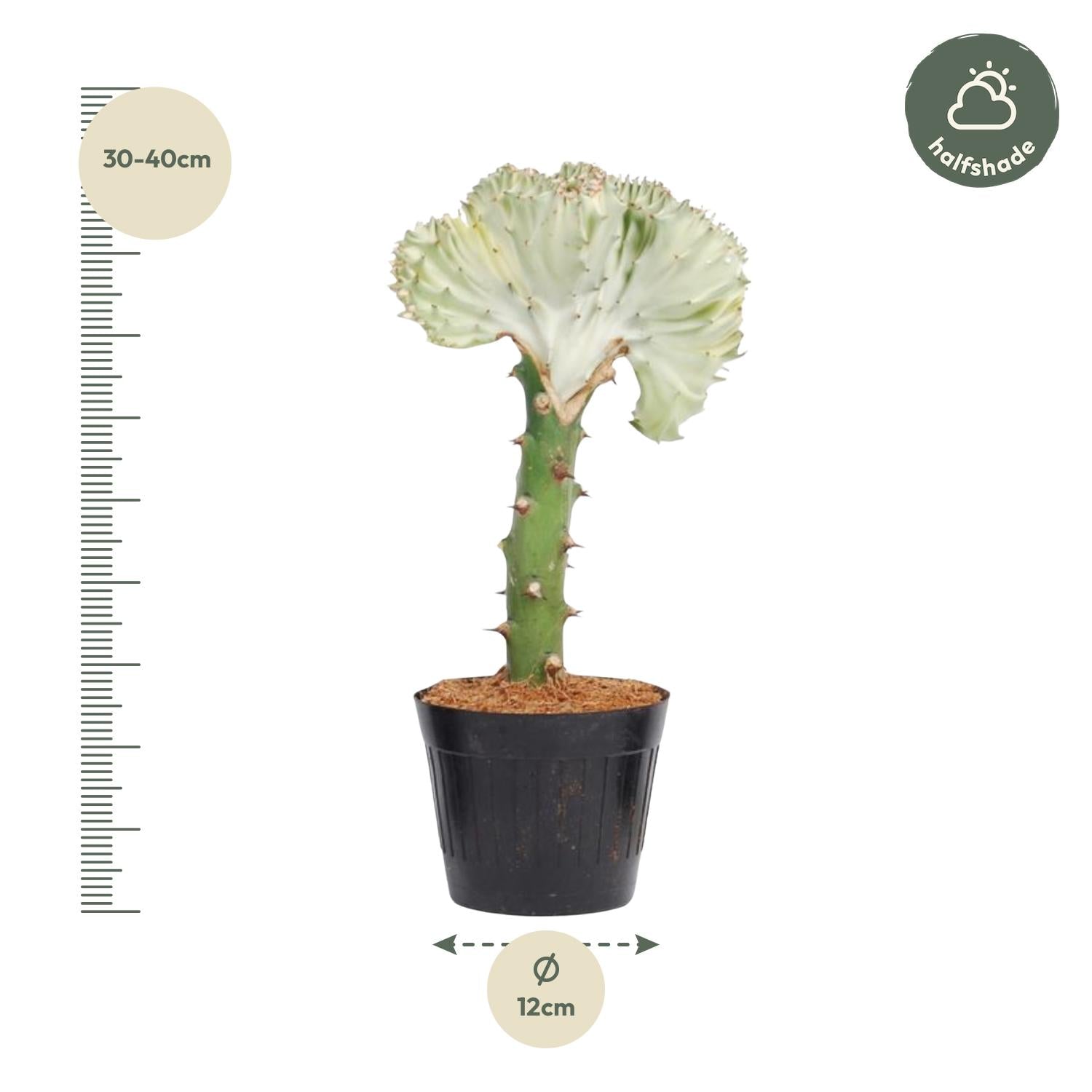 Euphorbia Lactea Cristata Wit Ø 12 H 35 cm 2