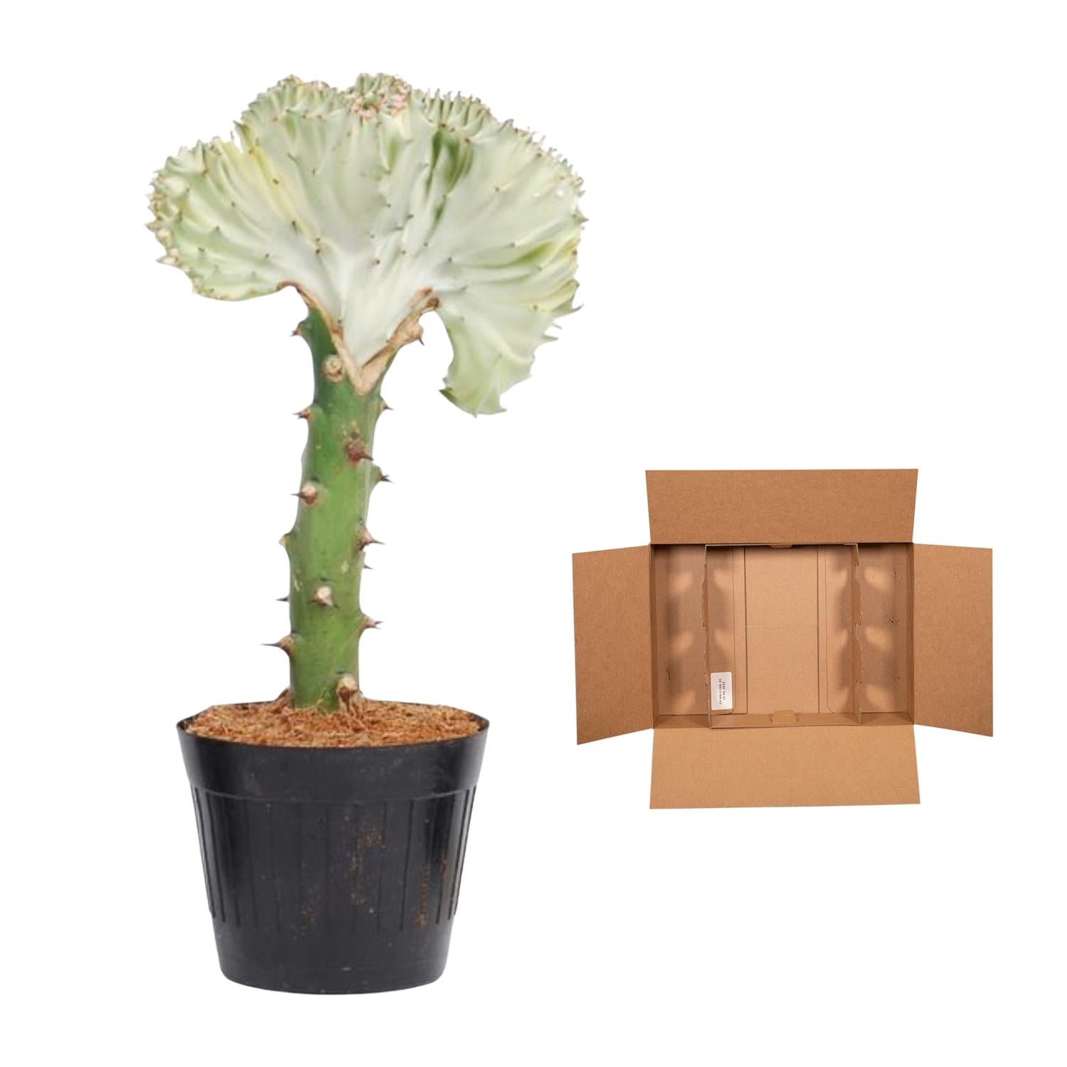 Euphorbia Lactea Cristata Wit Ø 12 H 35 cm 3