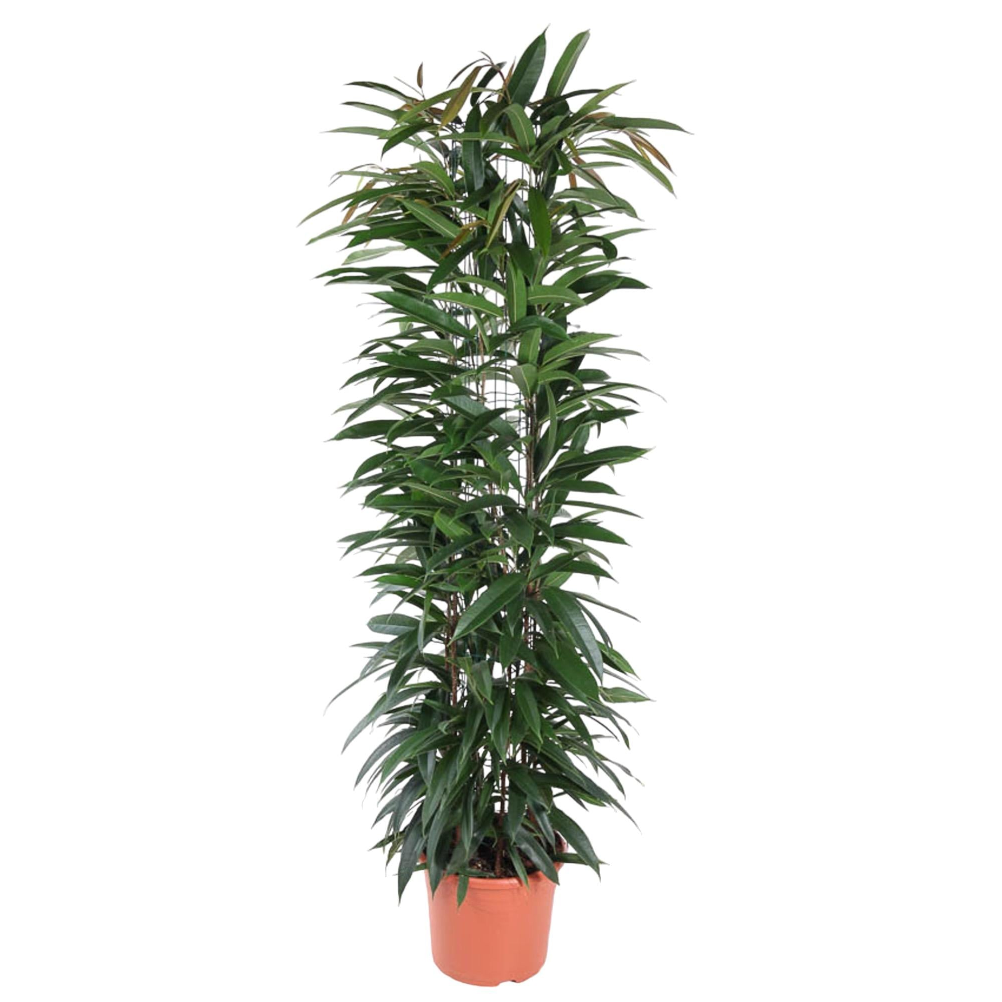 Ficus Alii King Inclusief Zuil Ø 29 H 150 cm