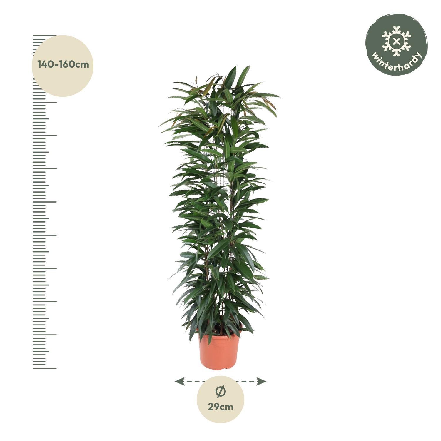 Ficus Alii King Inclusief Zuil Ø 29 H 150 cm 2