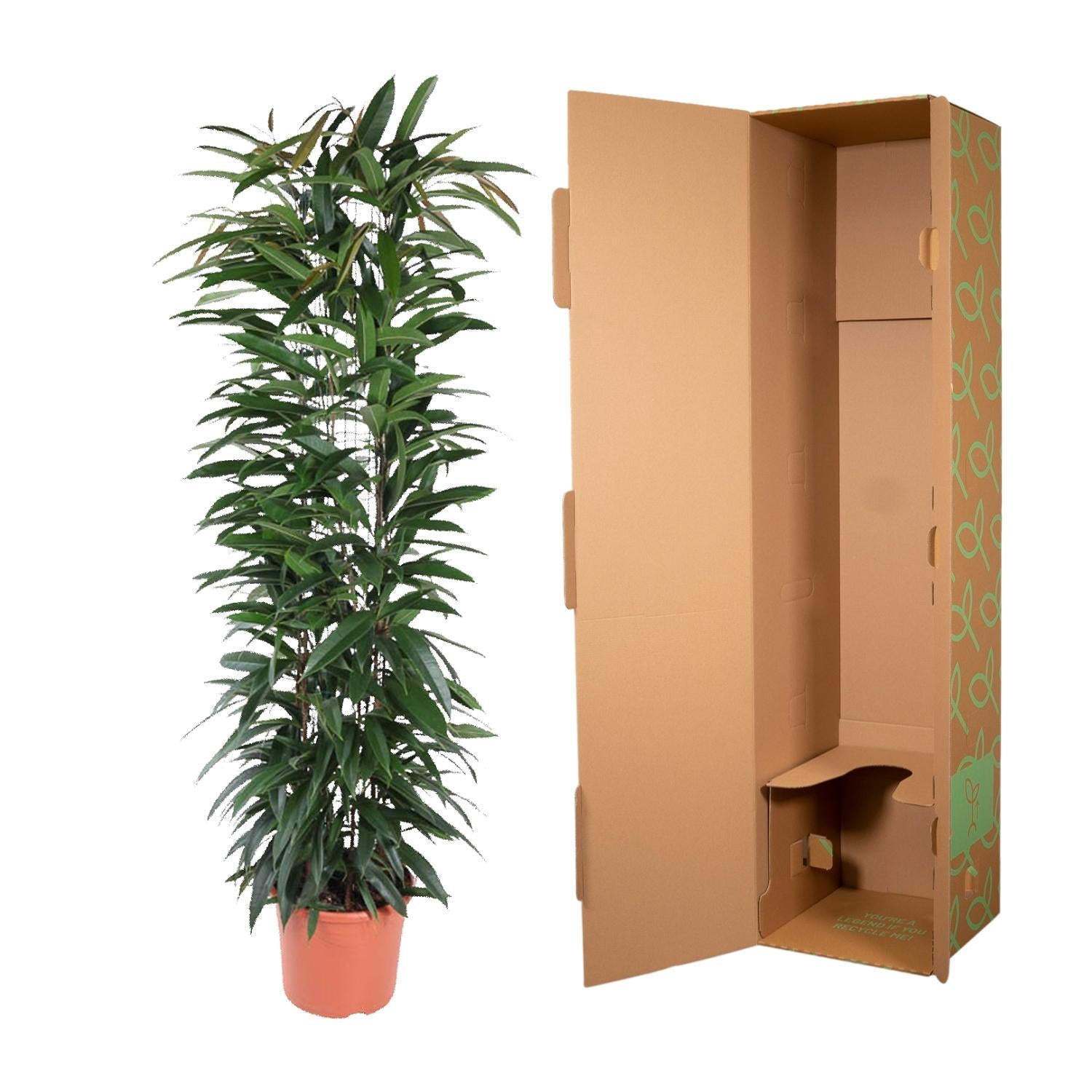 Ficus Alii King Inclusief Zuil Ø 29 H 150 cm 3