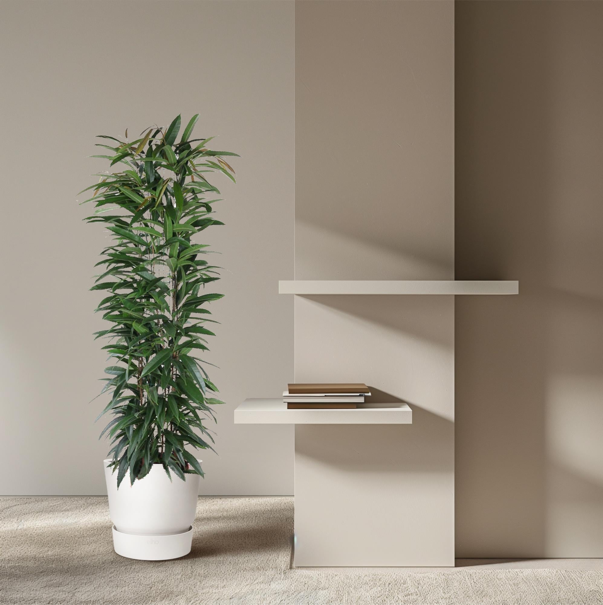 Ficus Alii King Inclusief Zuil Ø 29 H 150 cm 4