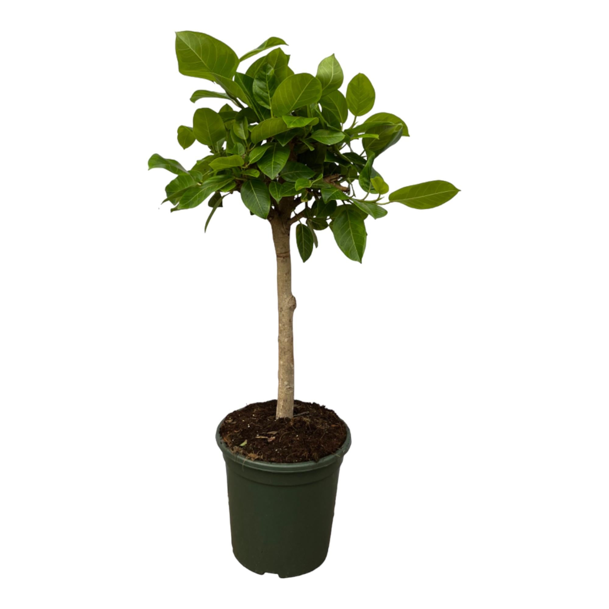 Ficus Altissima Variegata Ø 24 H 100 cm