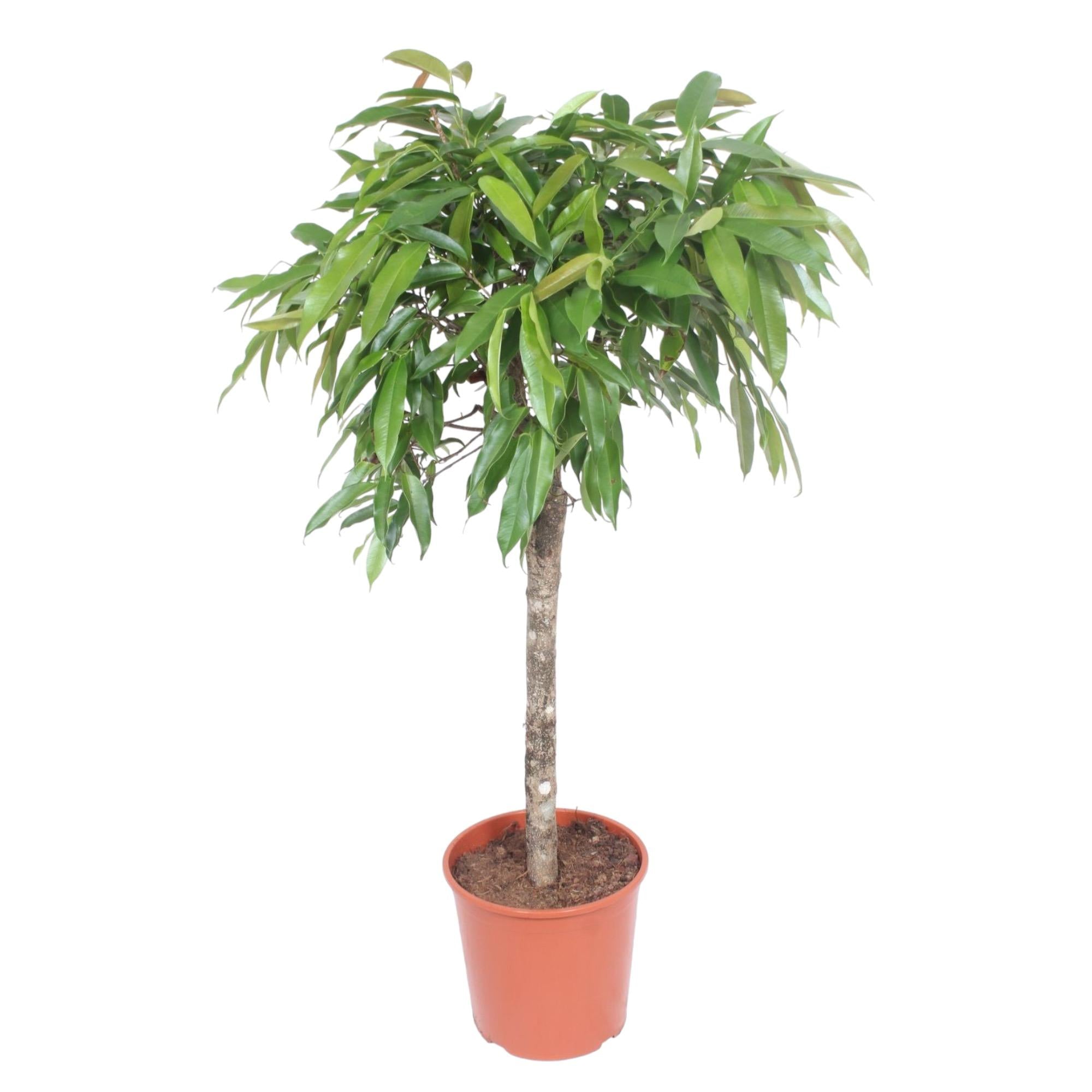 Ficus Amstel King Ø 30 H 130 cm