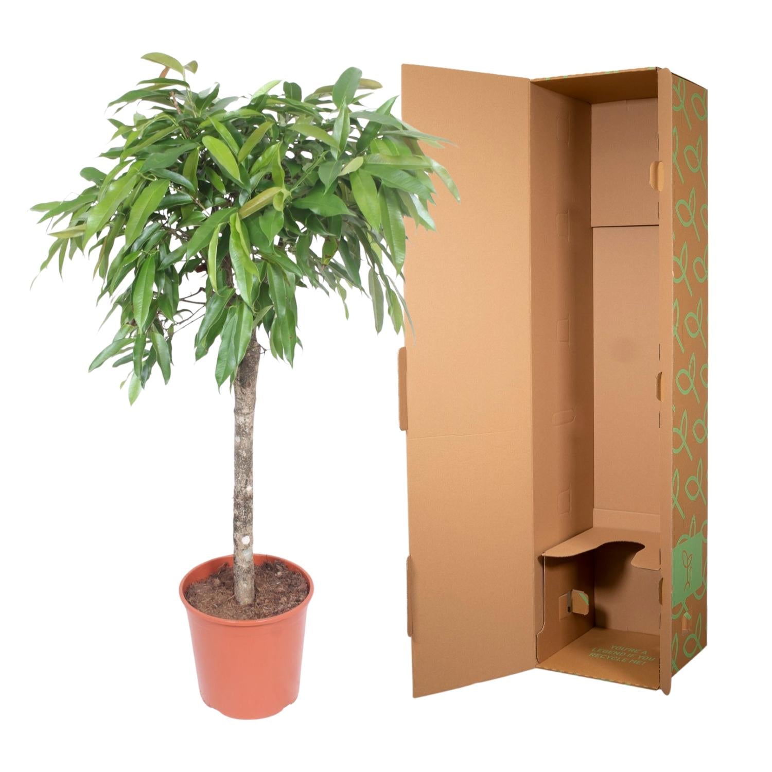 Ficus Amstel King Ø 30 H 130 cm 3
