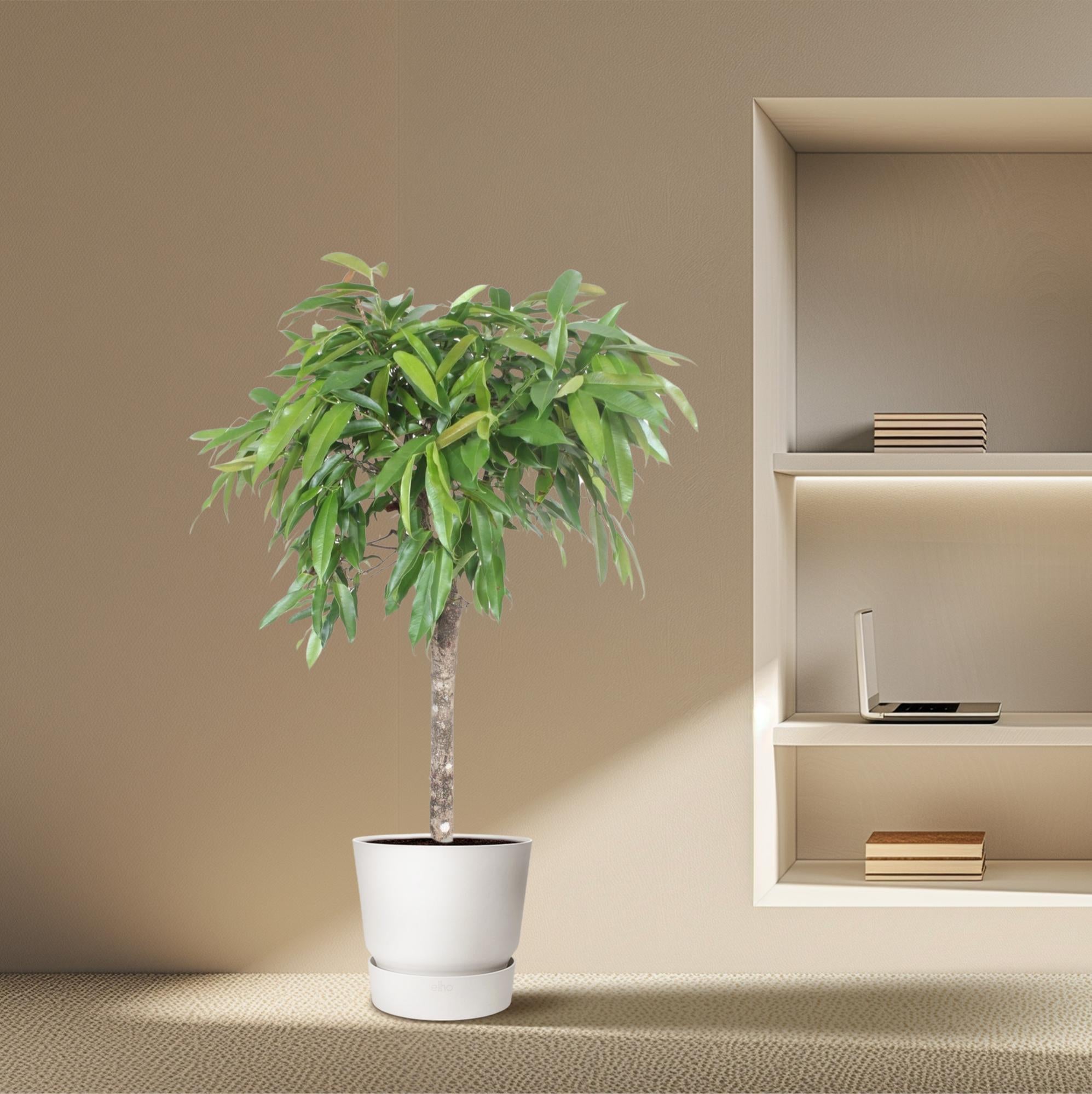 Ficus Amstel King Ø 30 H 130 cm 4