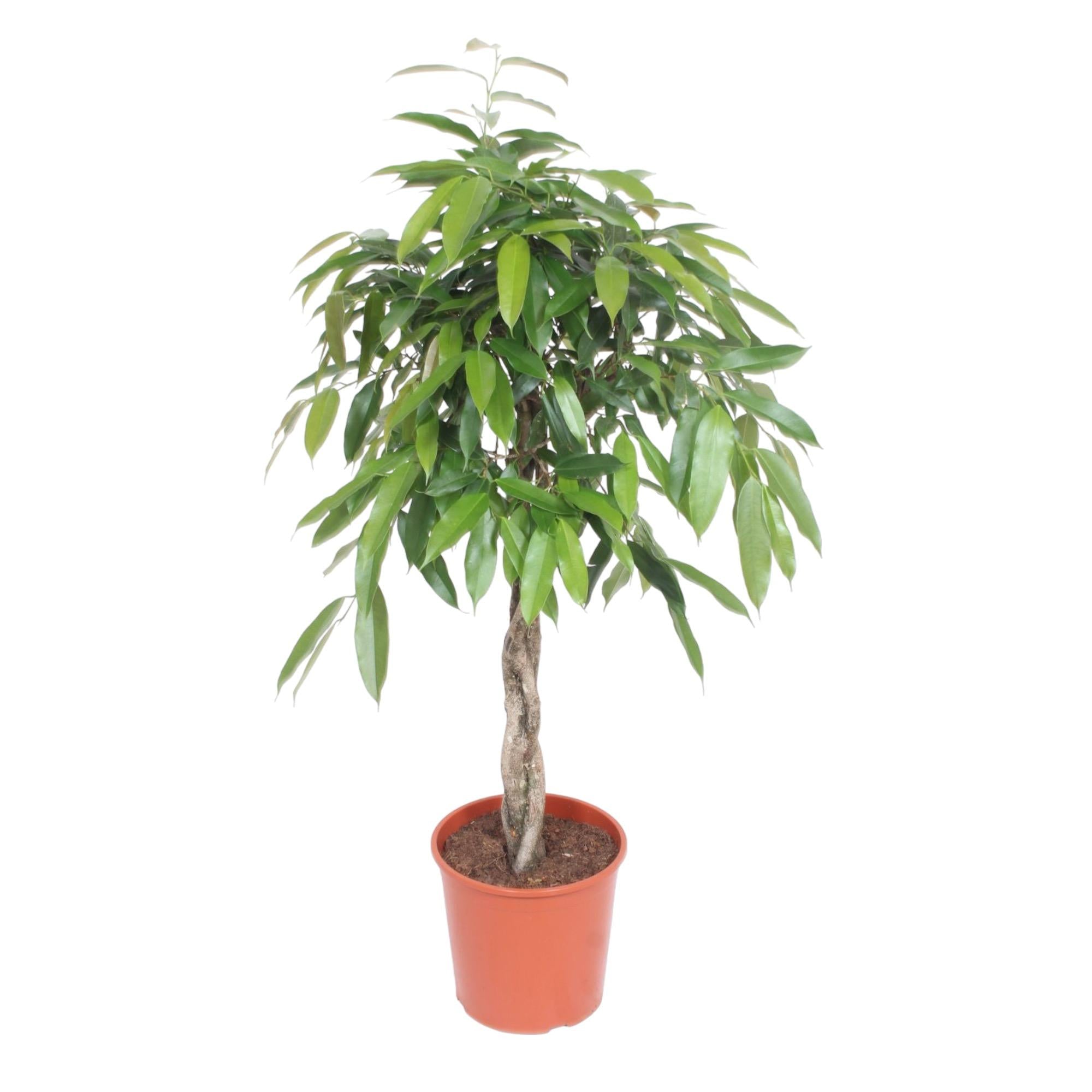 Ficus Amstel King (gevlochten stam) Ø 30 H 140 cm