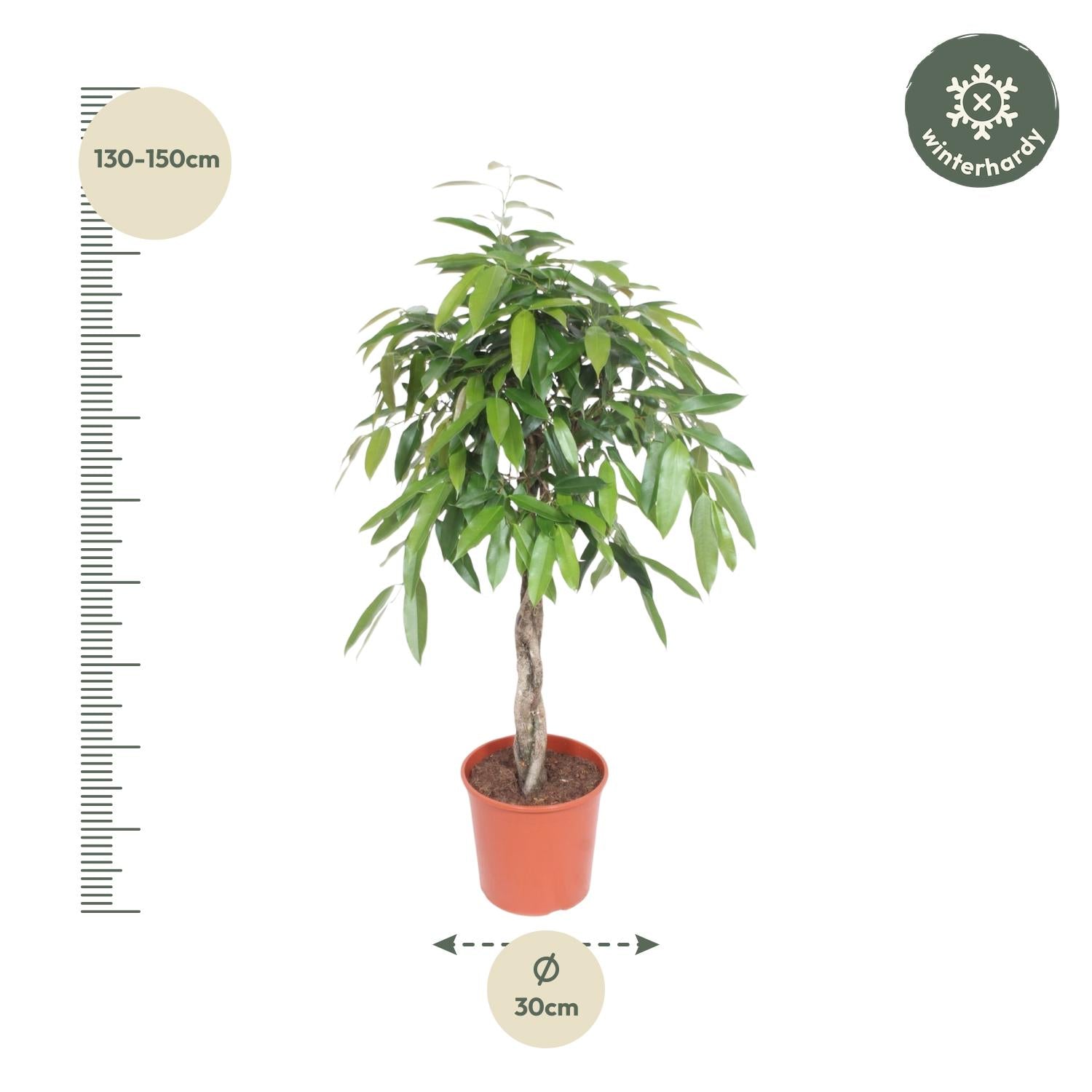 Ficus Amstel King (gevlochten stam) Ø 30 H 140 cm 2