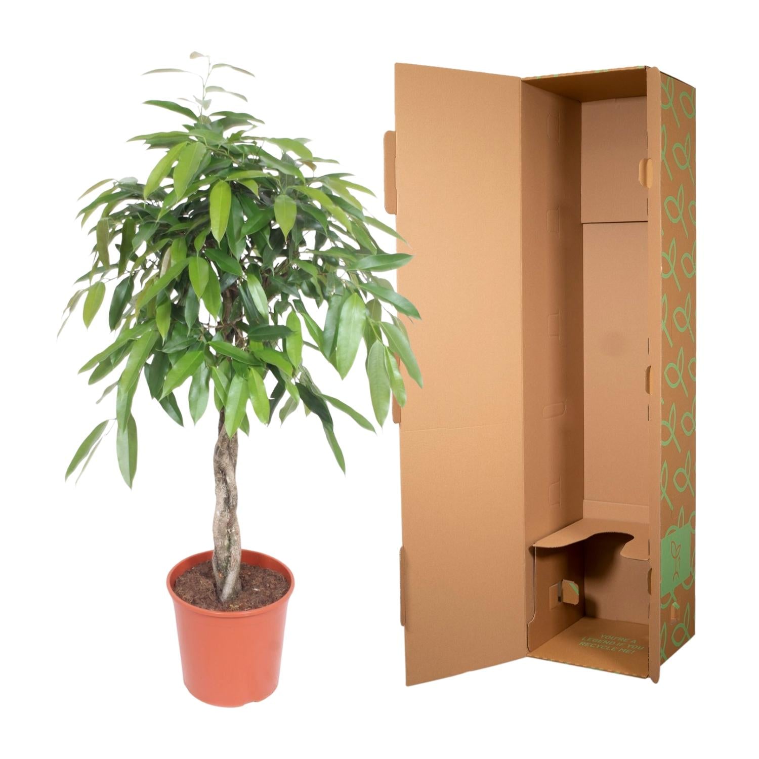 Ficus Amstel King (gevlochten stam) Ø 30 H 140 cm 3