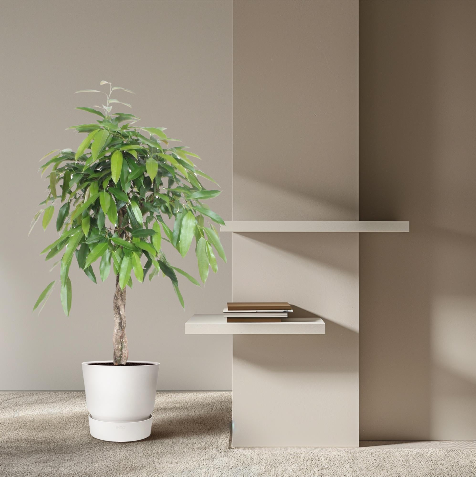 Ficus Amstel King (gevlochten stam) Ø 30 H 140 cm 4
