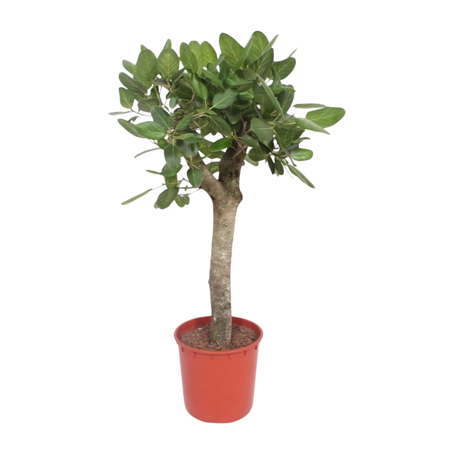 Ficus Benghalensis (boom) Ø 30 H 150 cm