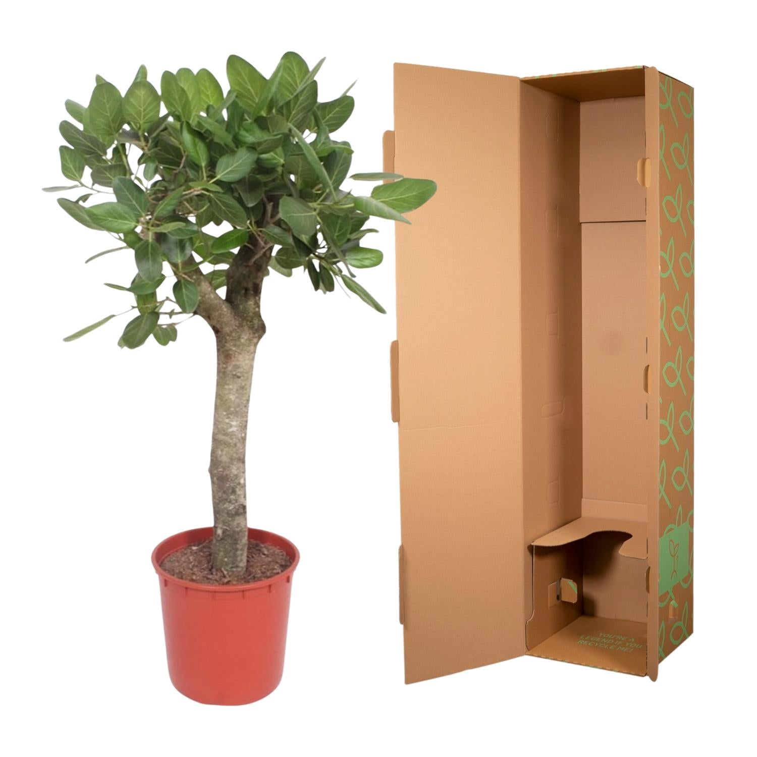 Ficus Benghalensis (boom) Ø 30 H 150 cm 4