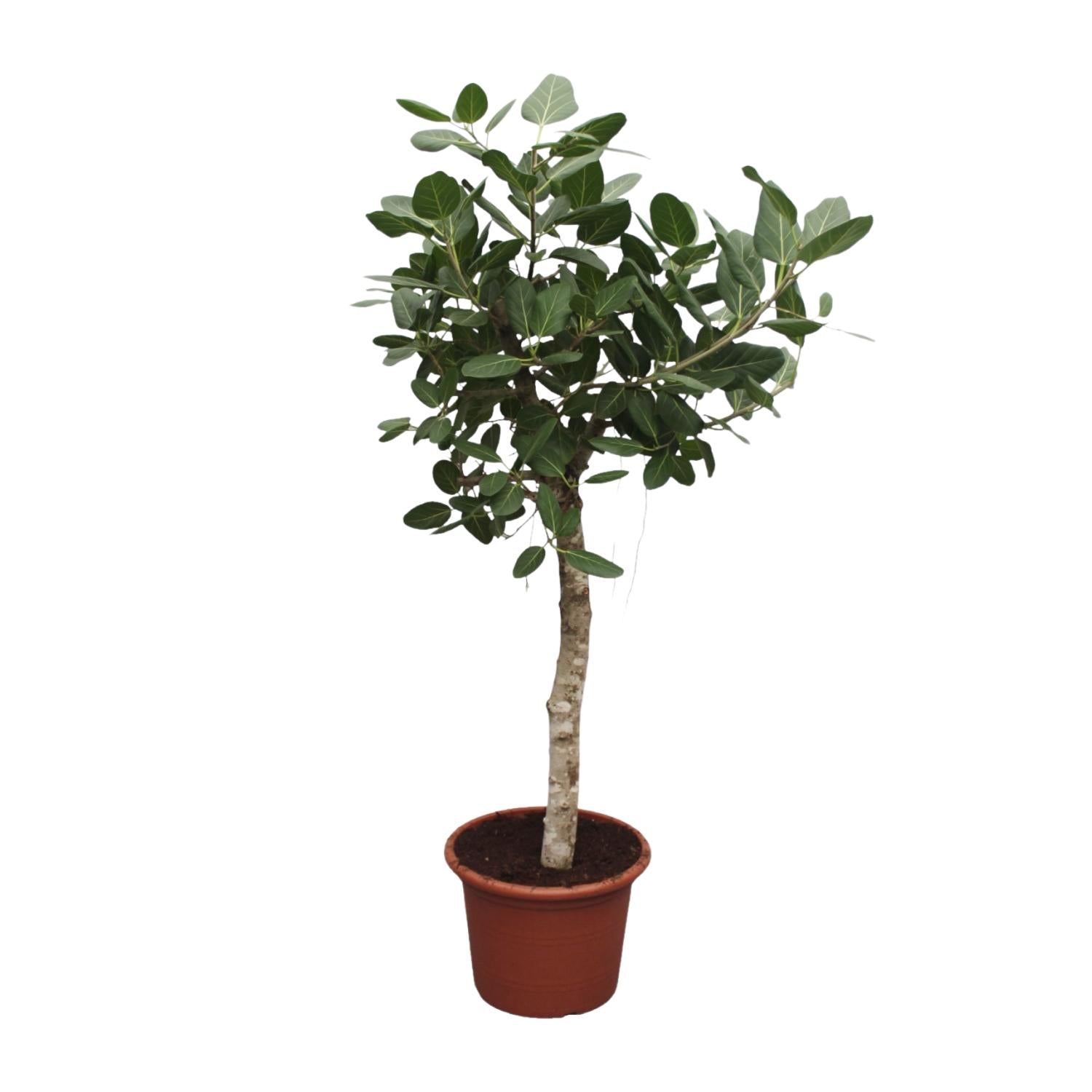 Ficus Benghalensis (boom) Ø 50 H 200 cm