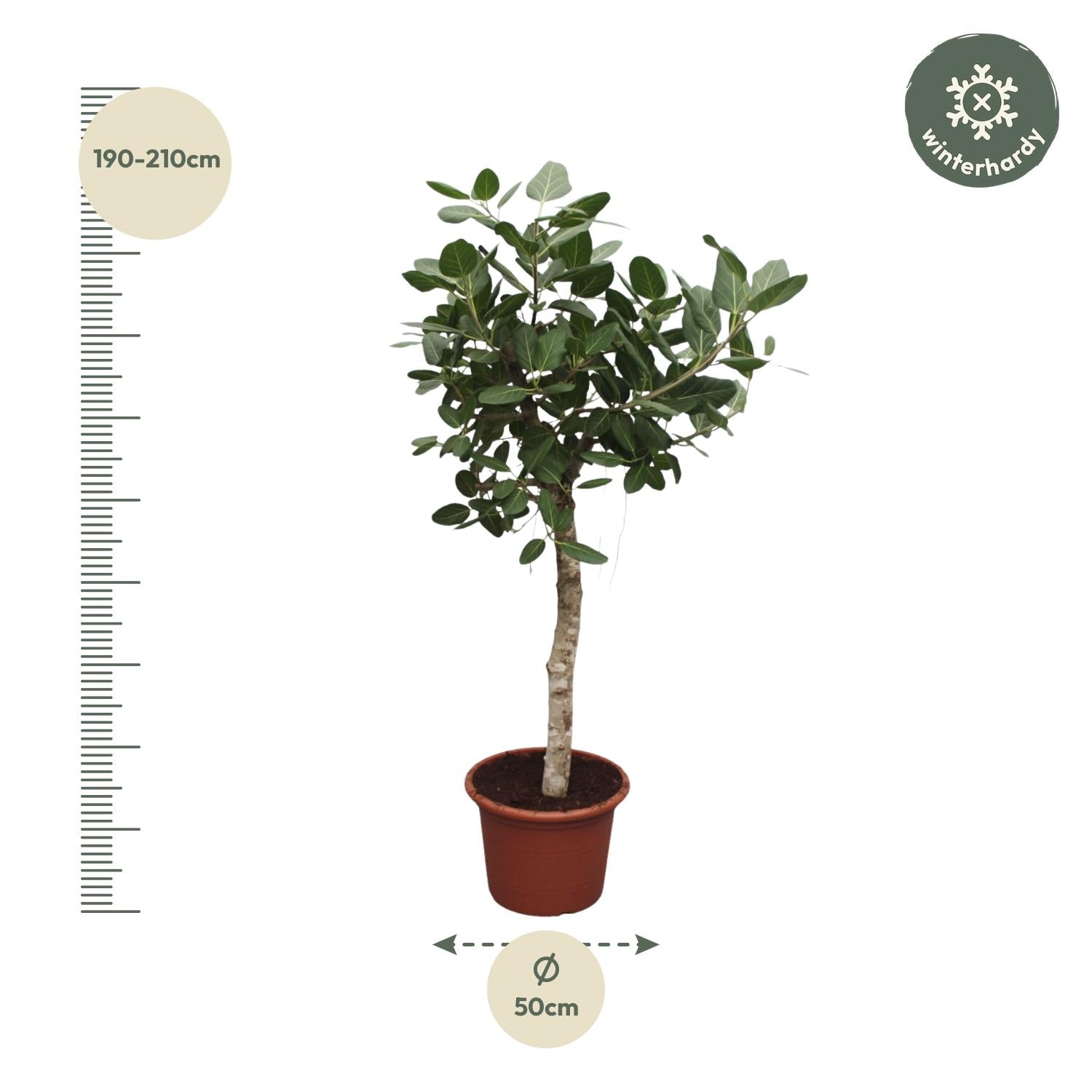 Ficus Benghalensis (boom) Ø 50 H 200 cm 2