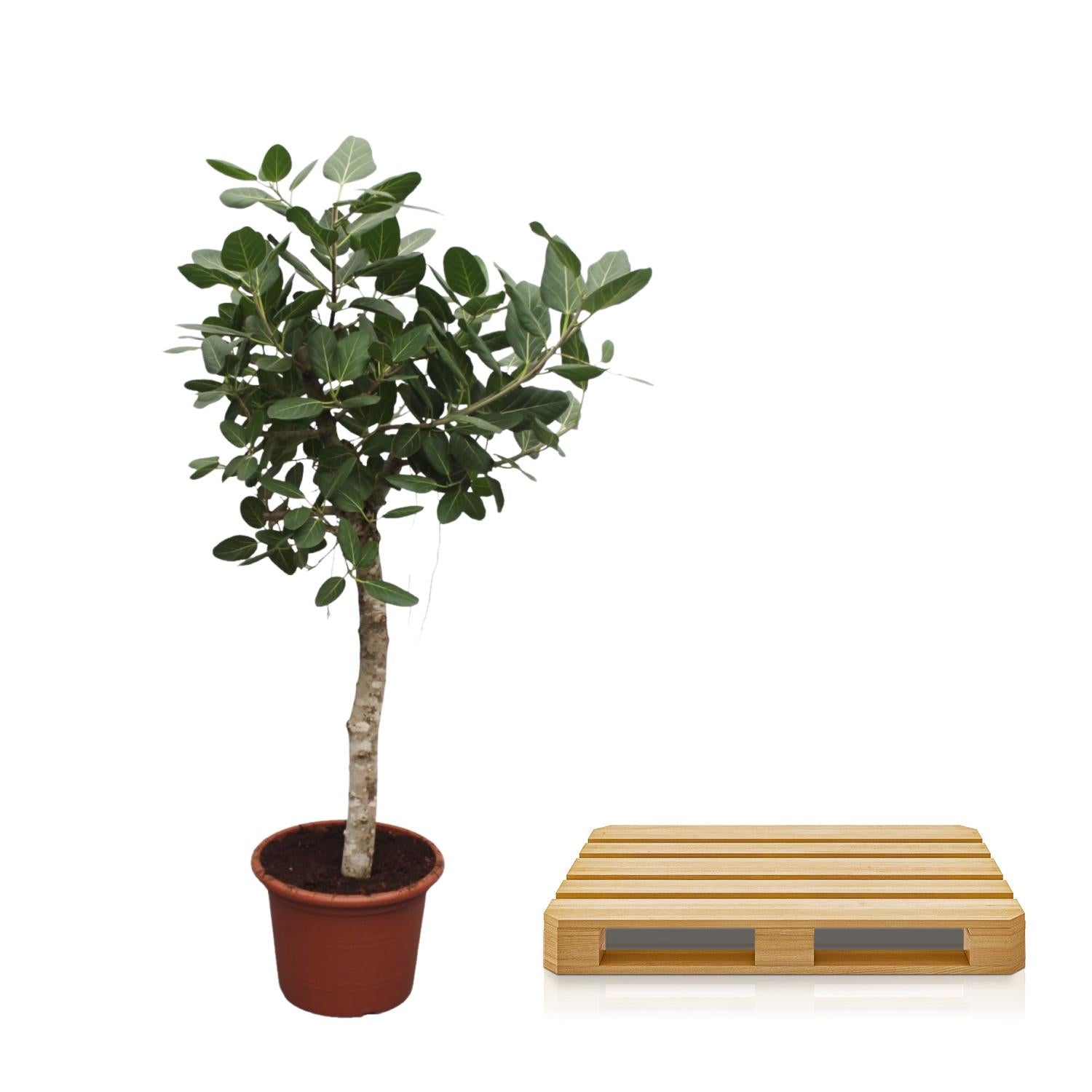 Ficus Benghalensis (boom) Ø 50 H 200 cm 3