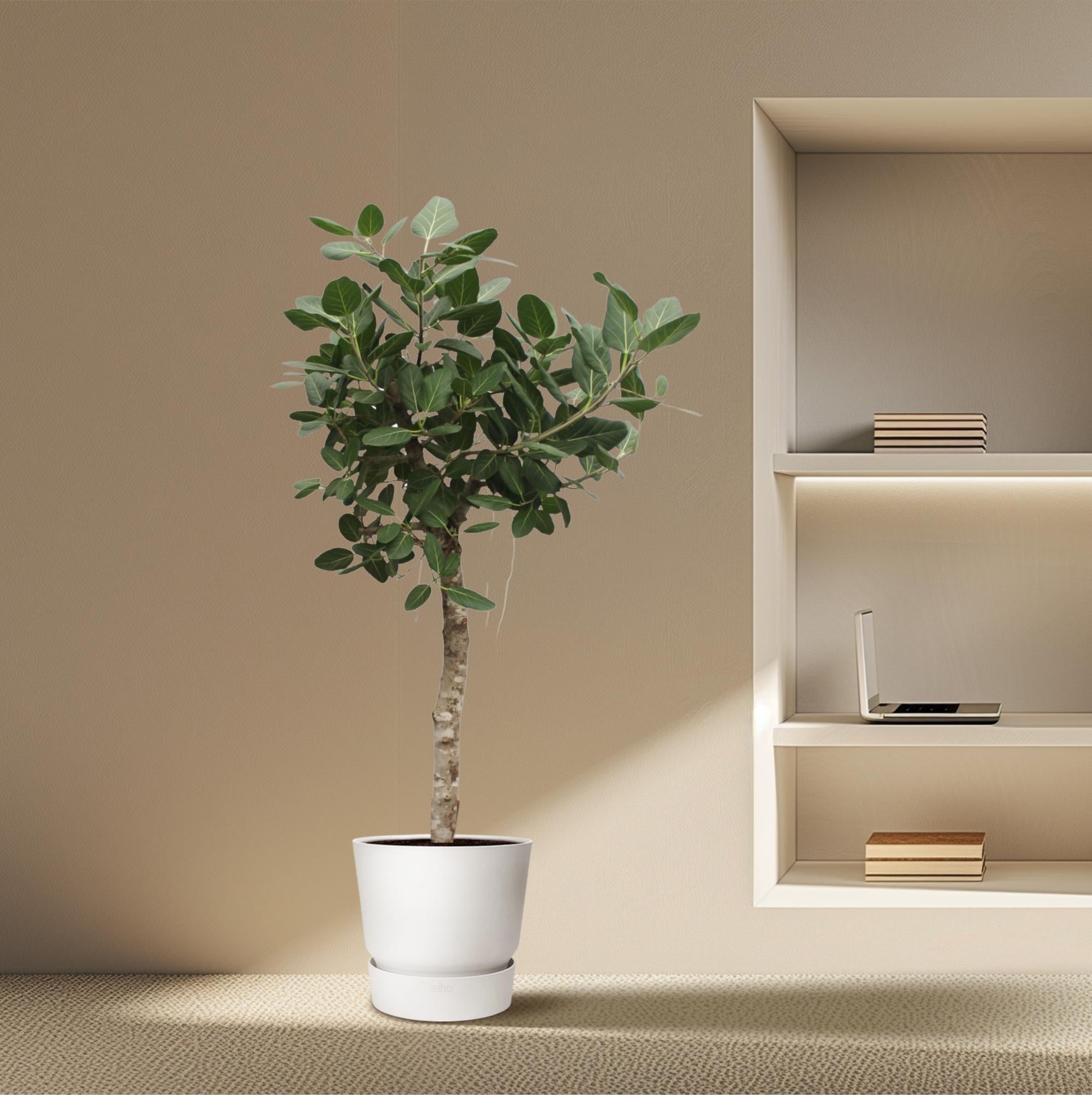 Ficus Benghalensis (boom) Ø 50 H 200 cm 4