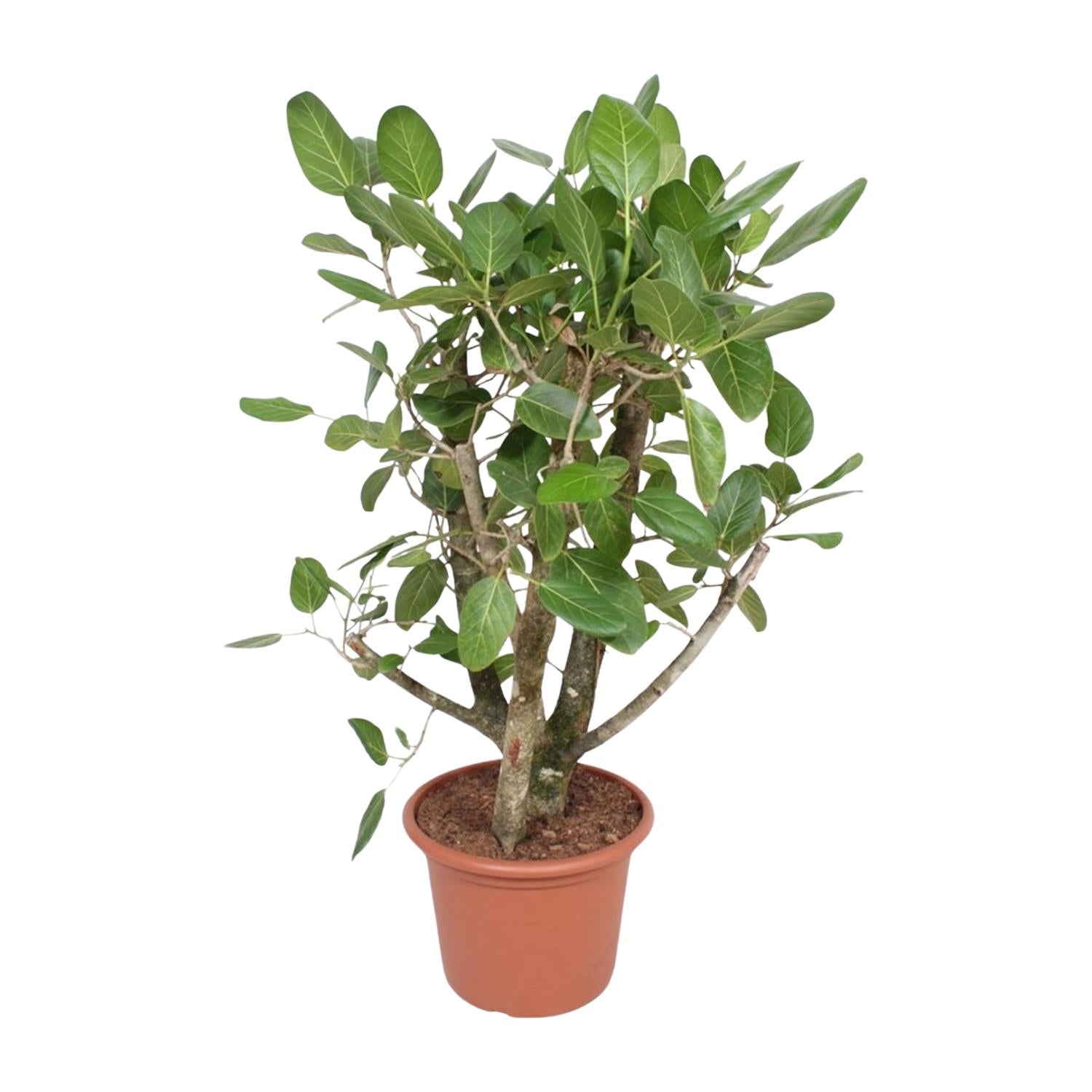 Ficus Benghalensis (vertakt) Ø 40 H 140 cm