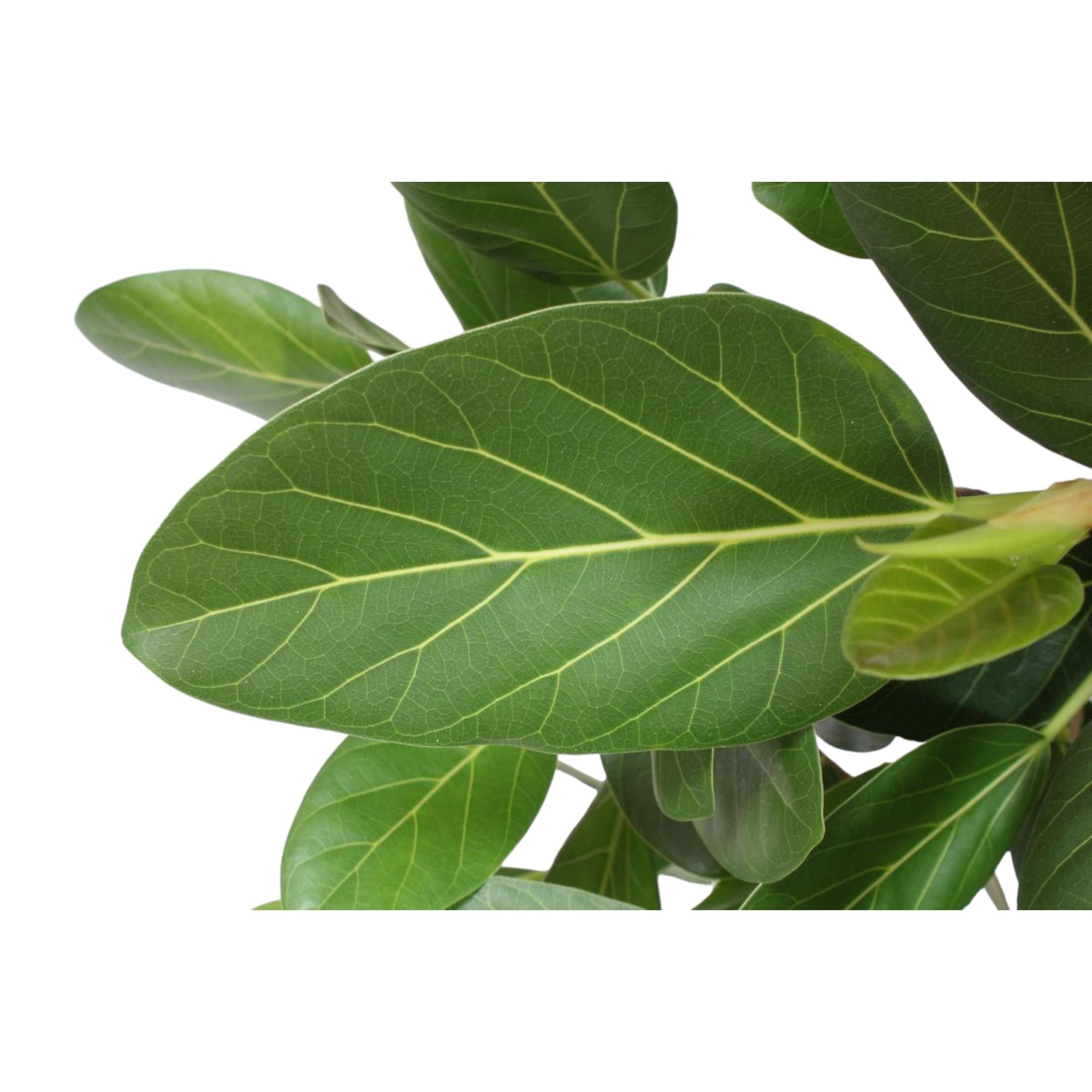 Ficus Benghalensis (vertakt) Ø 40 H 140 cm 2