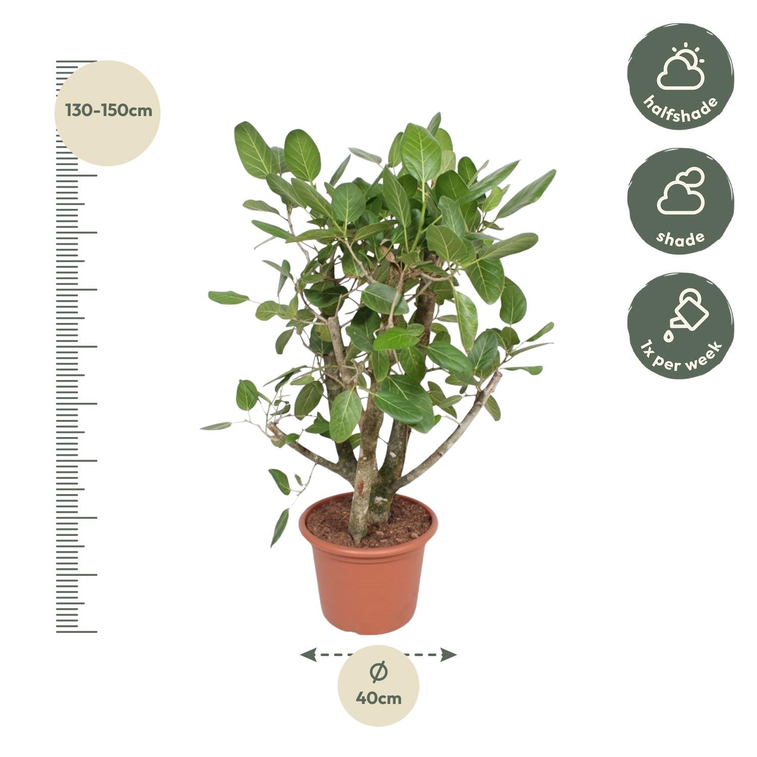 Ficus Benghalensis (vertakt) Ø 40 H 140 cm 3