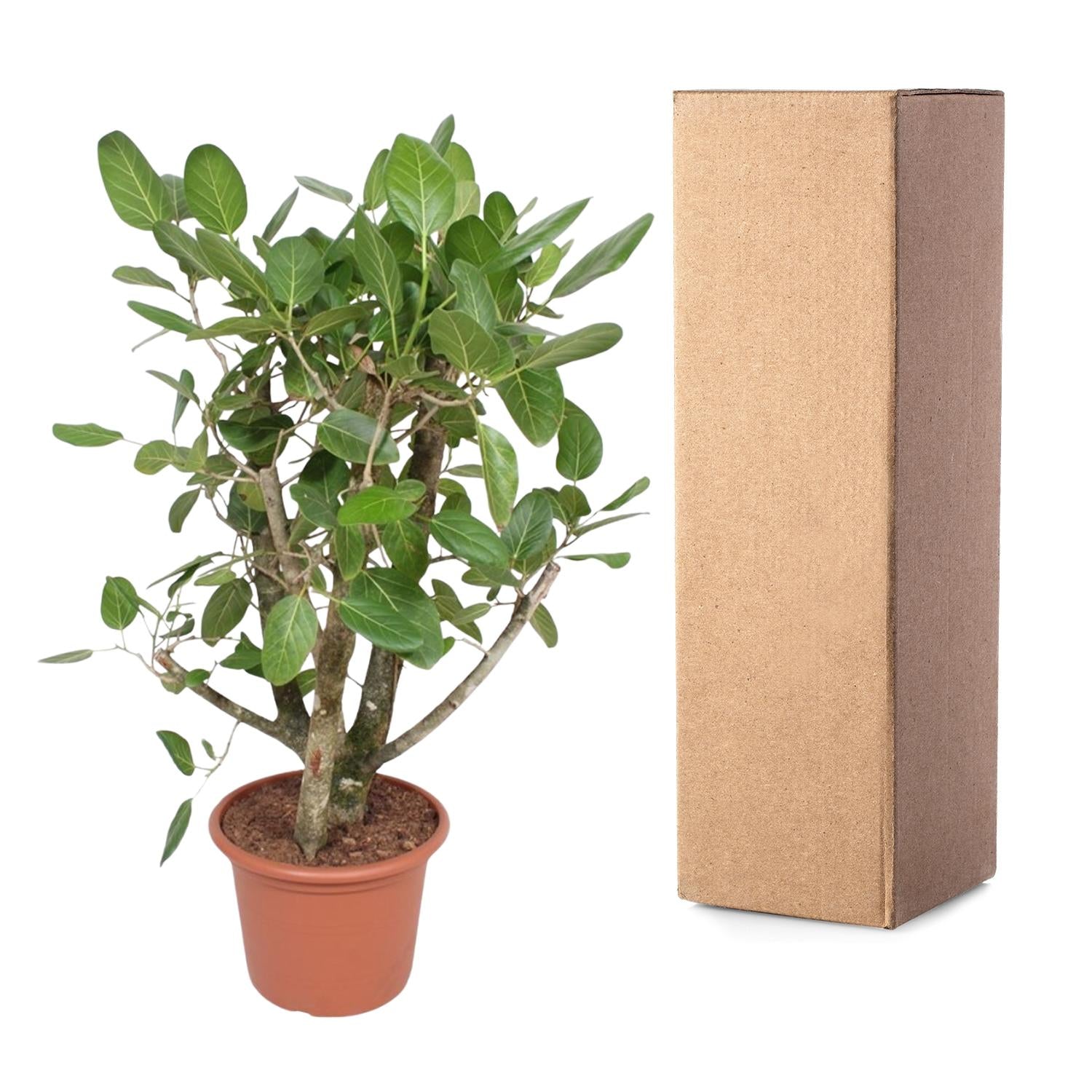 Ficus Benghalensis (vertakt) Ø 40 H 140 cm 4