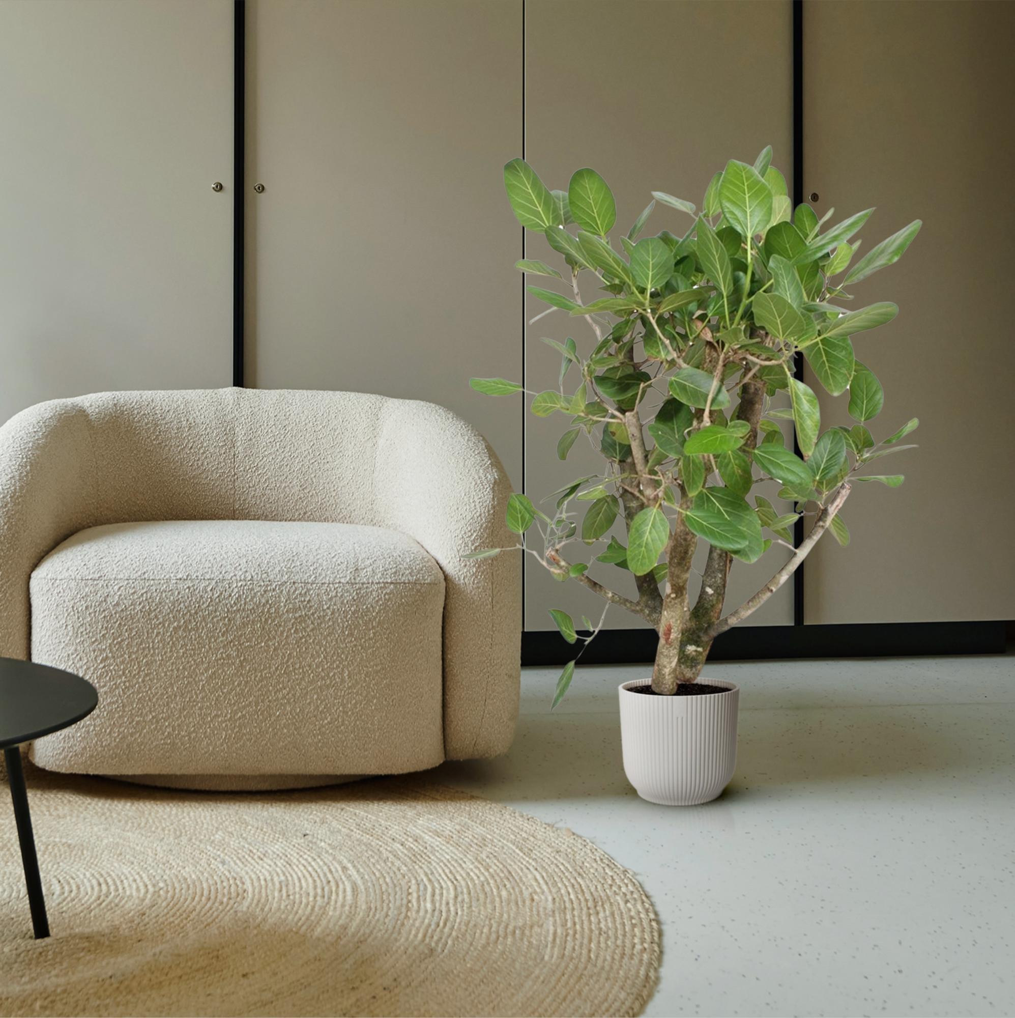Ficus Benghalensis (vertakt) Ø 40 H 140 cm 5