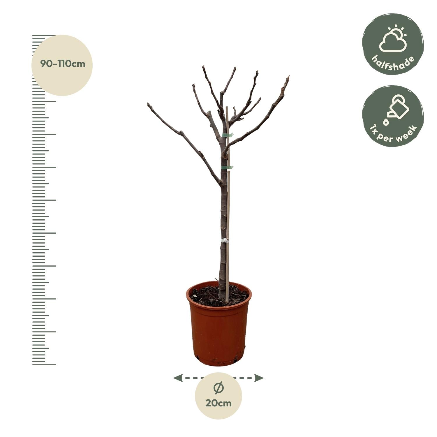 Ficus Carica (op stam) Ø 20 H 100 cm 2