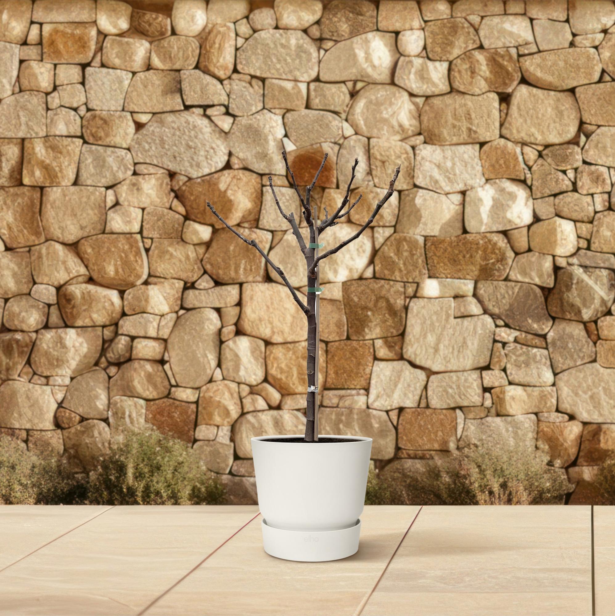 Ficus Carica (op stam) Ø 20 H 100 cm 4
