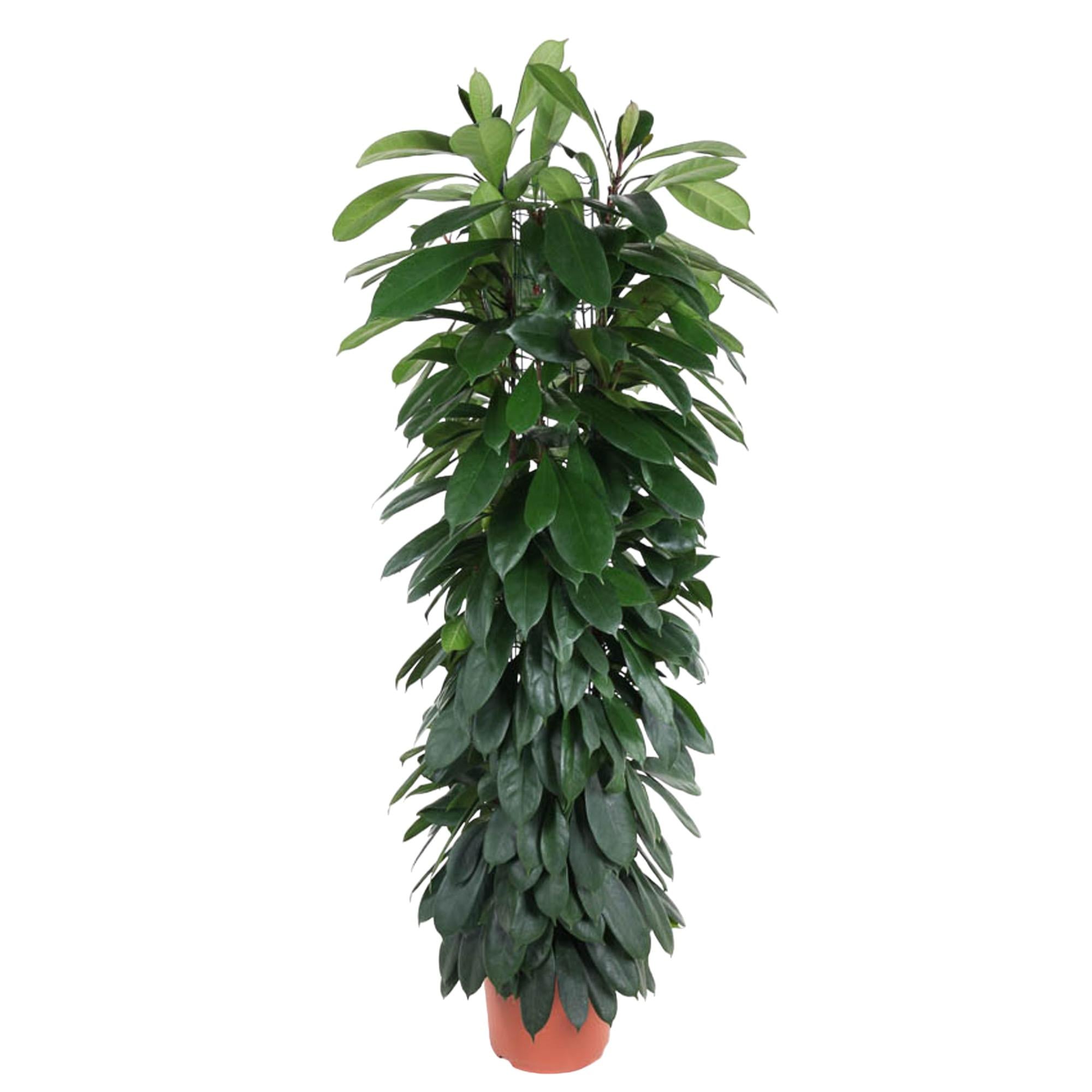 Ficus Cyathistipula Inclusief Zuil Ø 29 H 150 cm