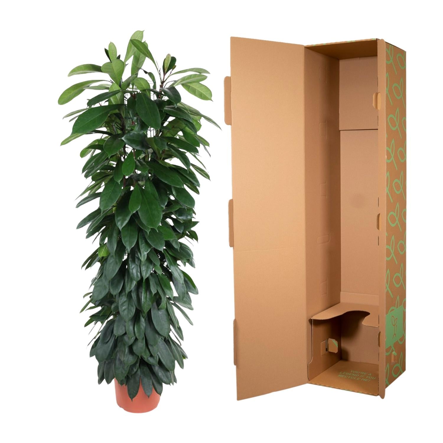 Ficus Cyathistipula Inclusief Zuil Ø 29 H 150 cm 3