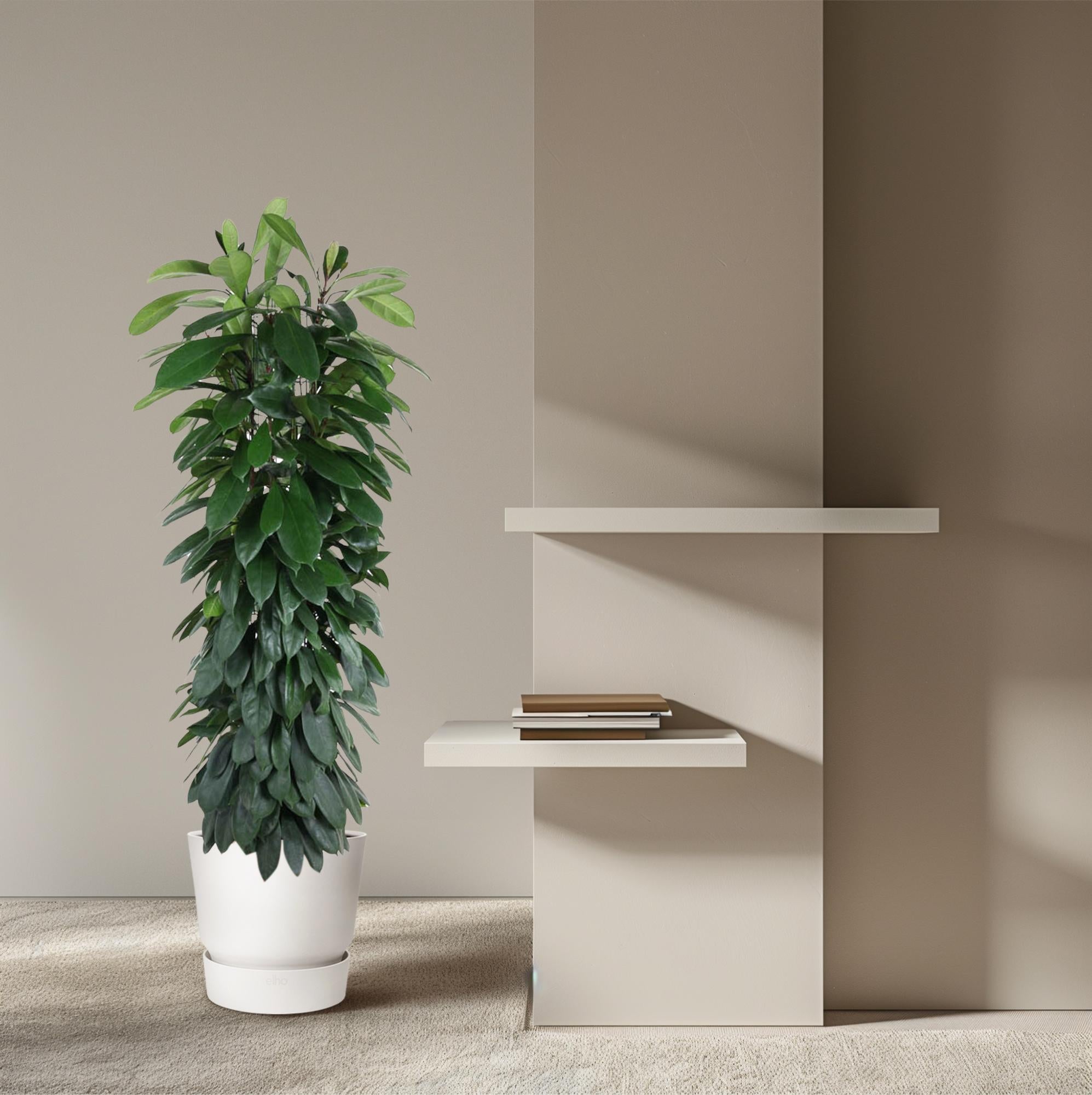 Ficus Cyathistipula Inclusief Zuil Ø 29 H 150 cm 4