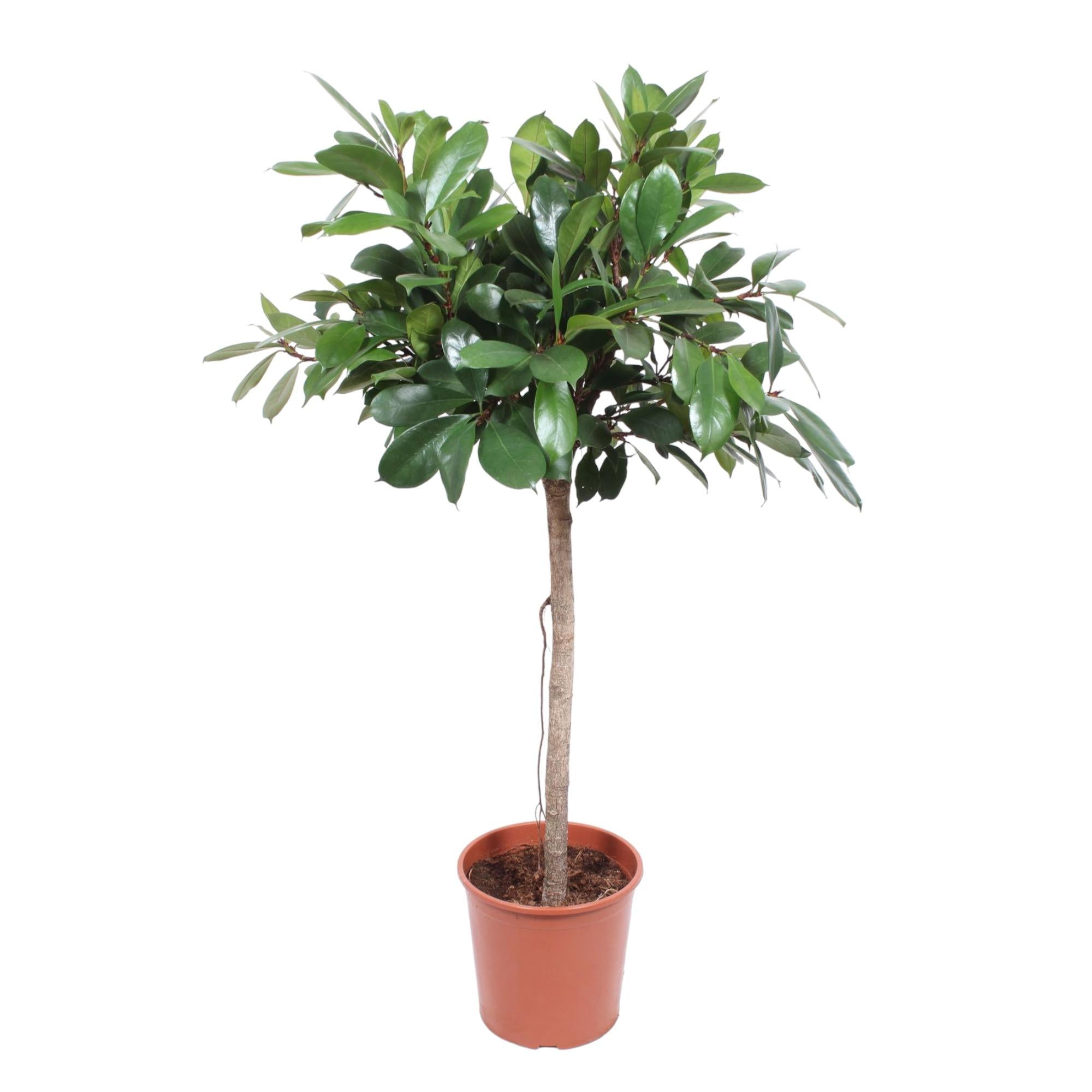 Ficus Cyathistipula (boom) Ø 30 H 180 cm