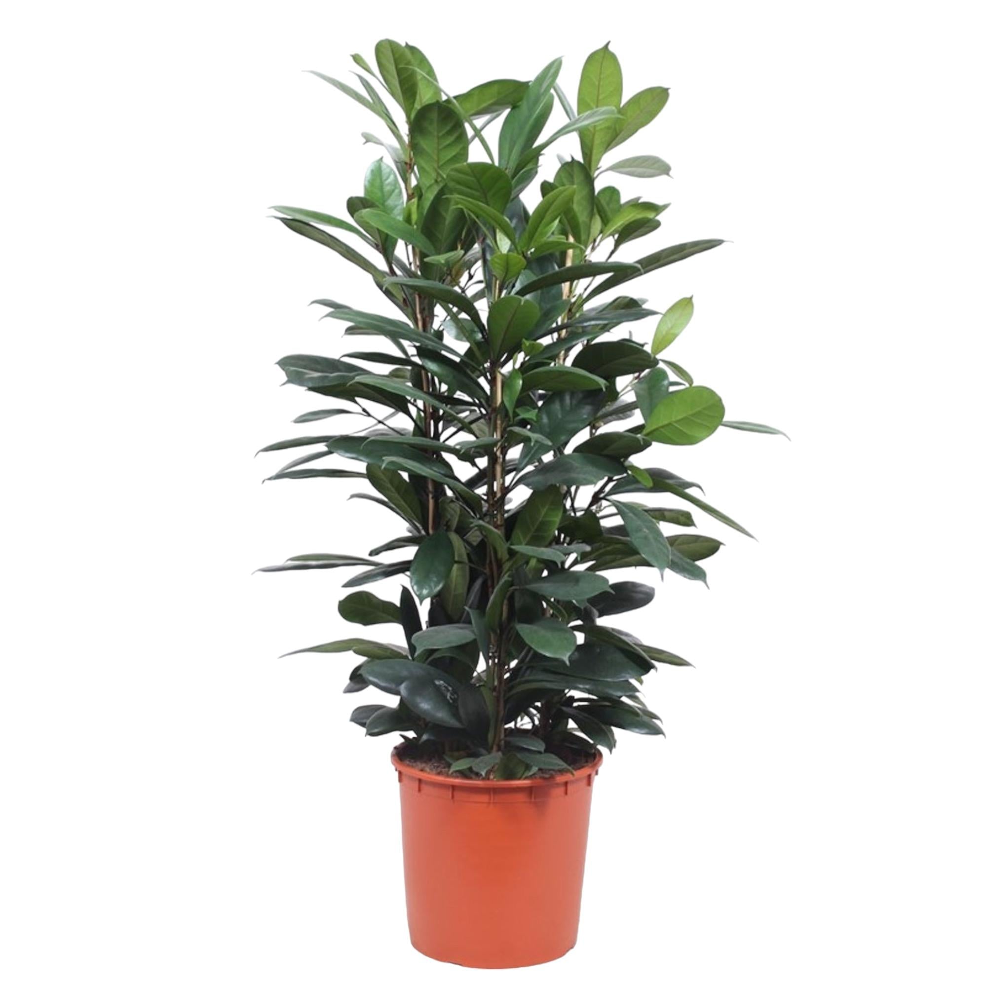 Ficus Cyathistipula (struik) Ø 34 H 140 cm