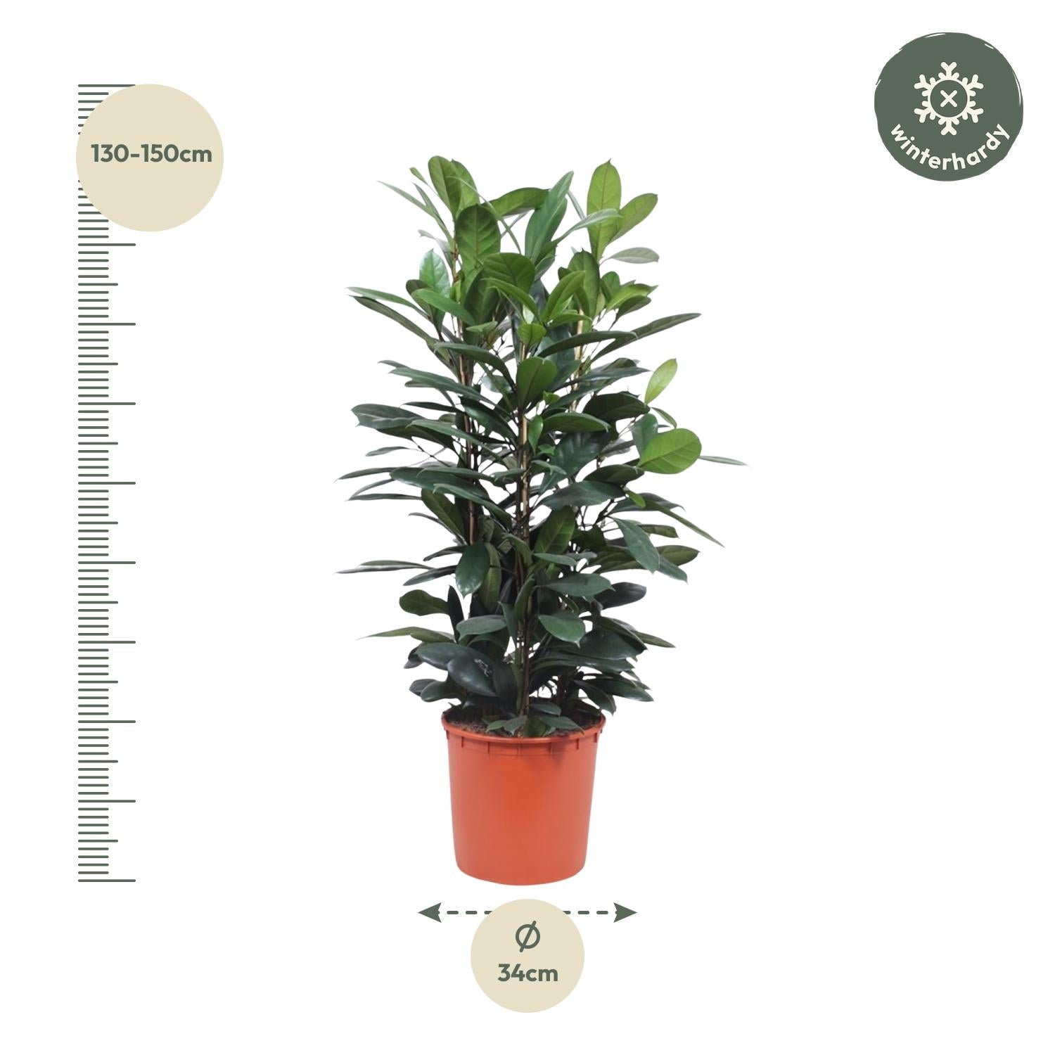 Ficus Cyathistipula (struik) Ø 34 H 140 cm 2