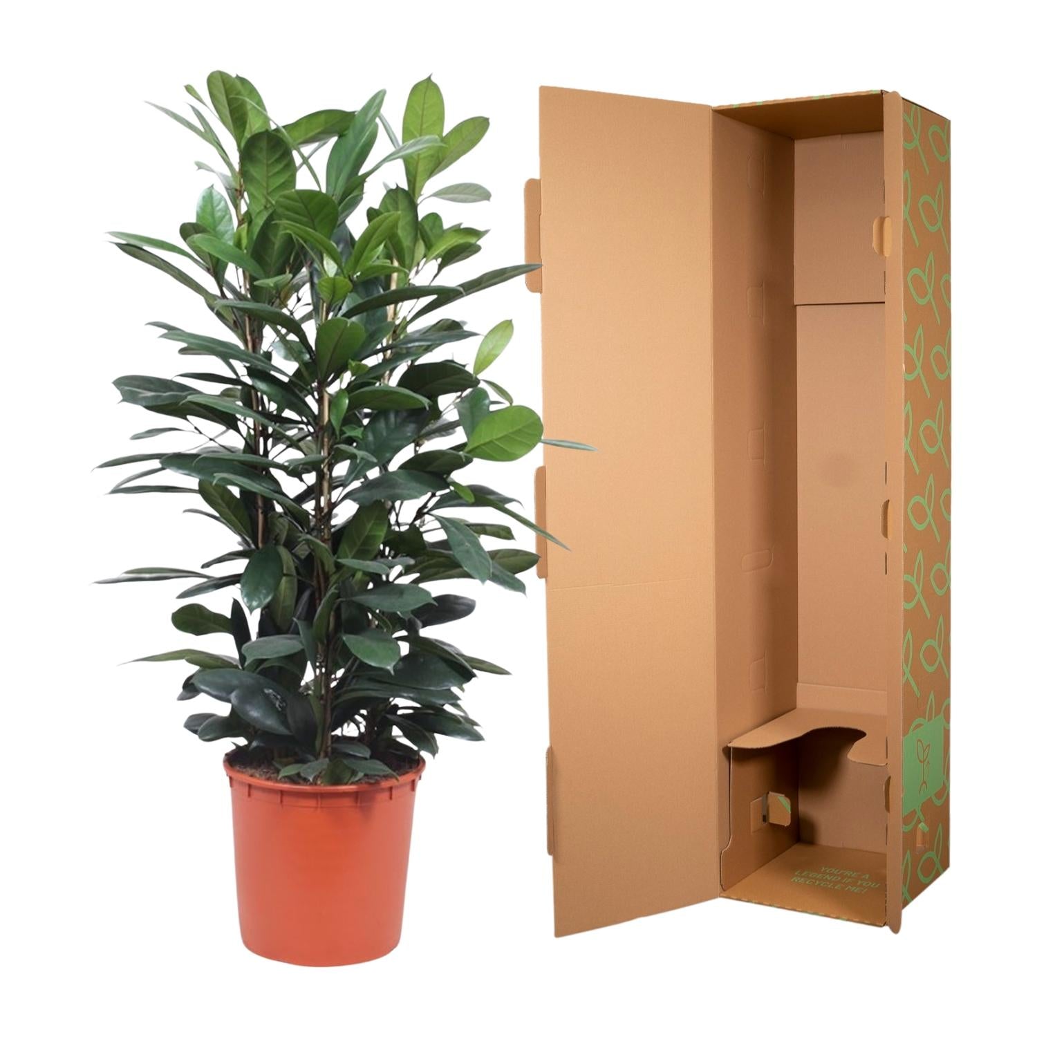 Ficus Cyathistipula (struik) Ø 34 H 140 cm 3