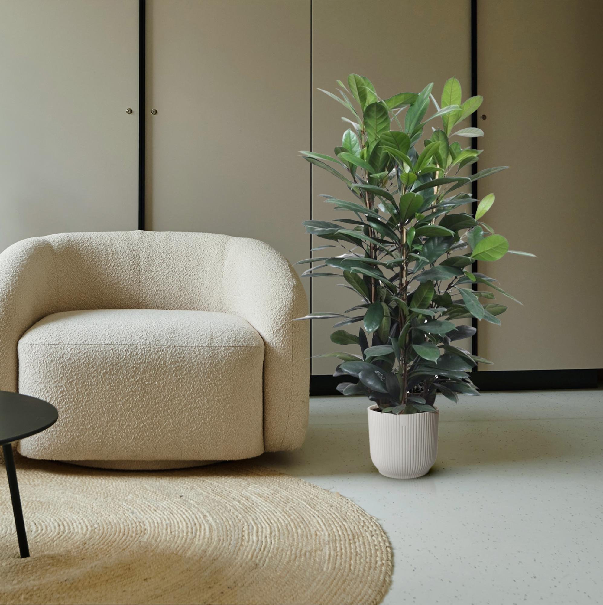 Ficus Cyathistipula (struik) Ø 34 H 140 cm 4
