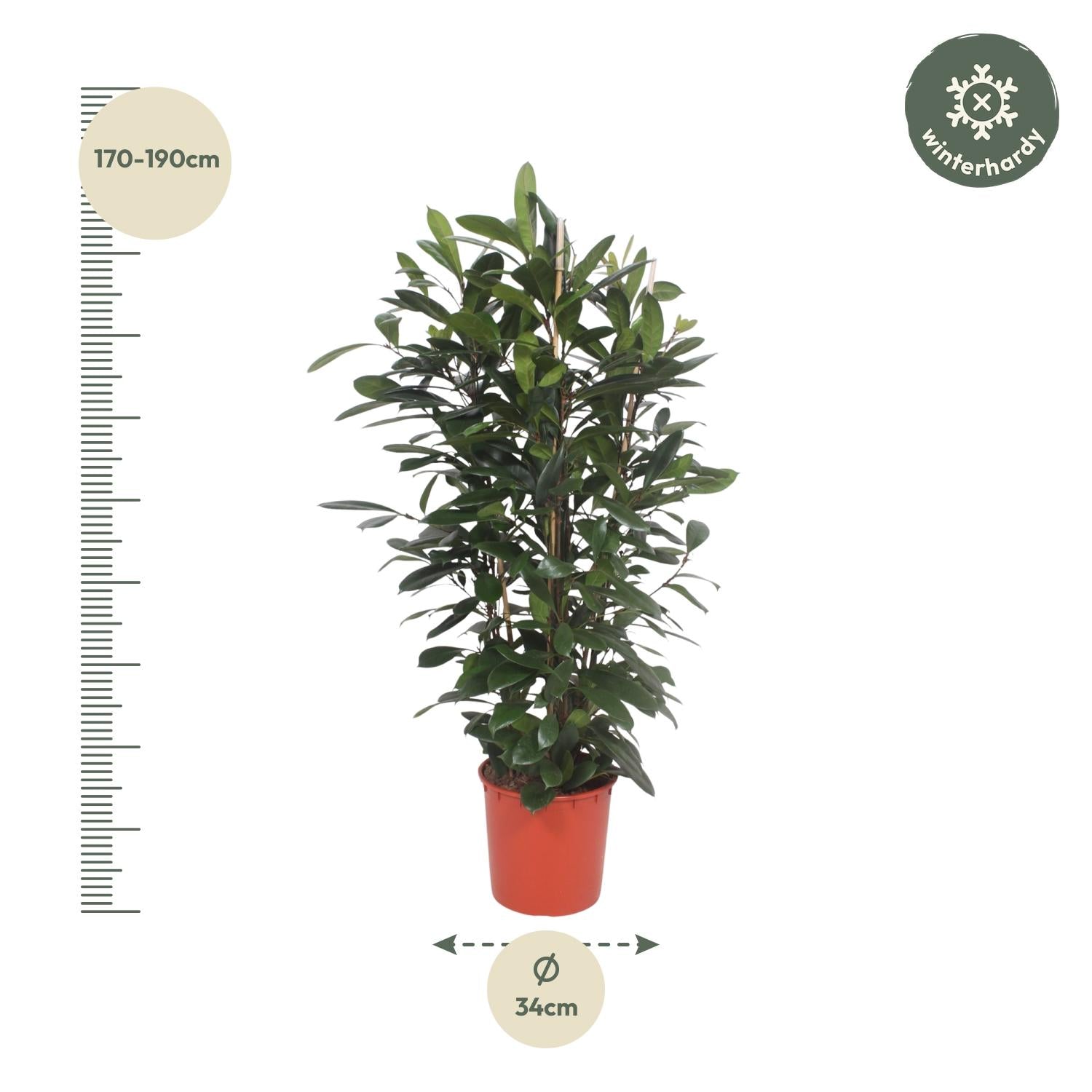 Ficus Cyathistipula (struik) Ø 34 H 180 cm 2