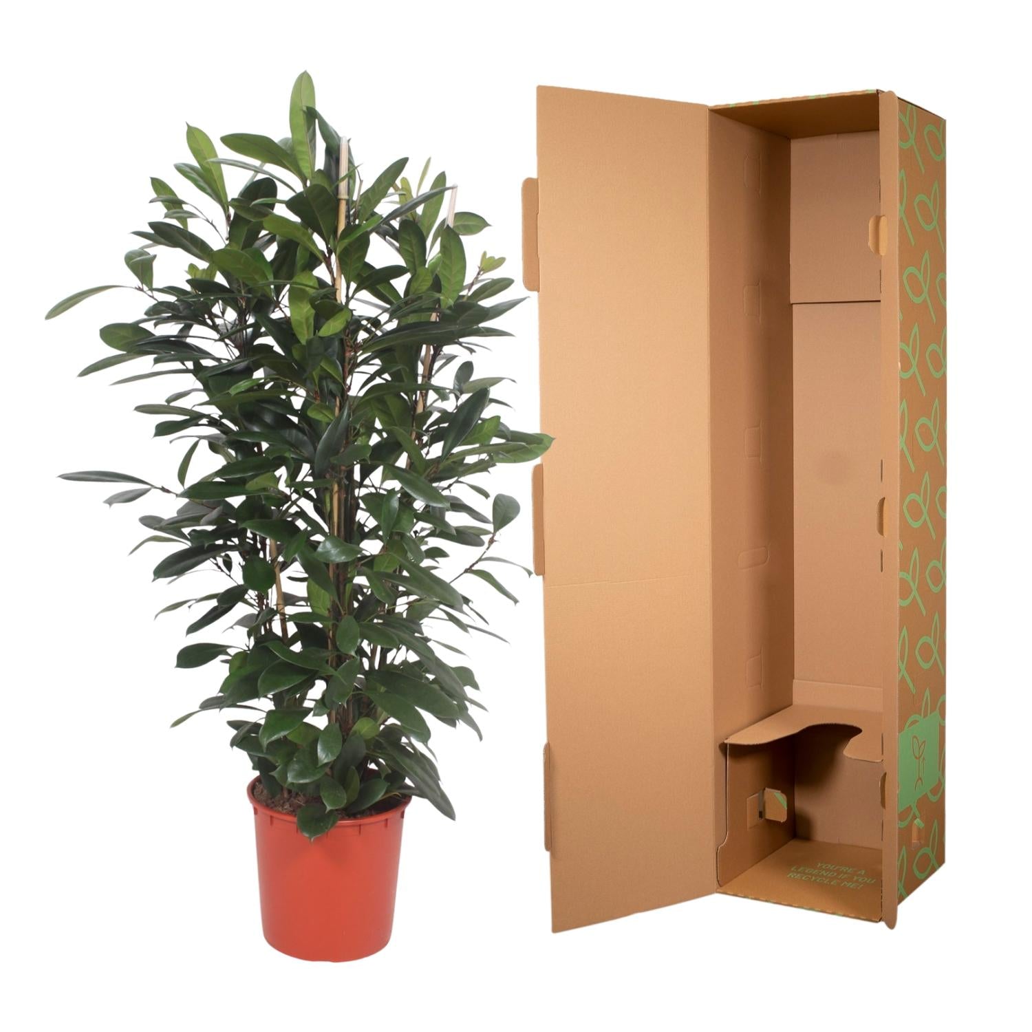 Ficus Cyathistipula (struik) Ø 34 H 180 cm 3