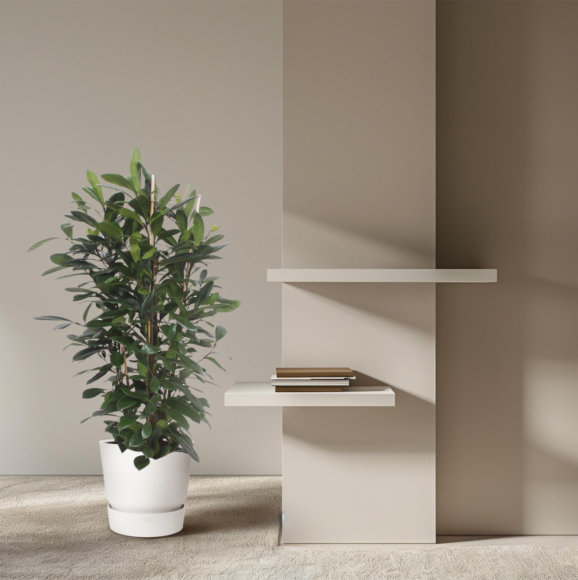 Ficus Cyathistipula (struik) Ø 34 H 180 cm 4