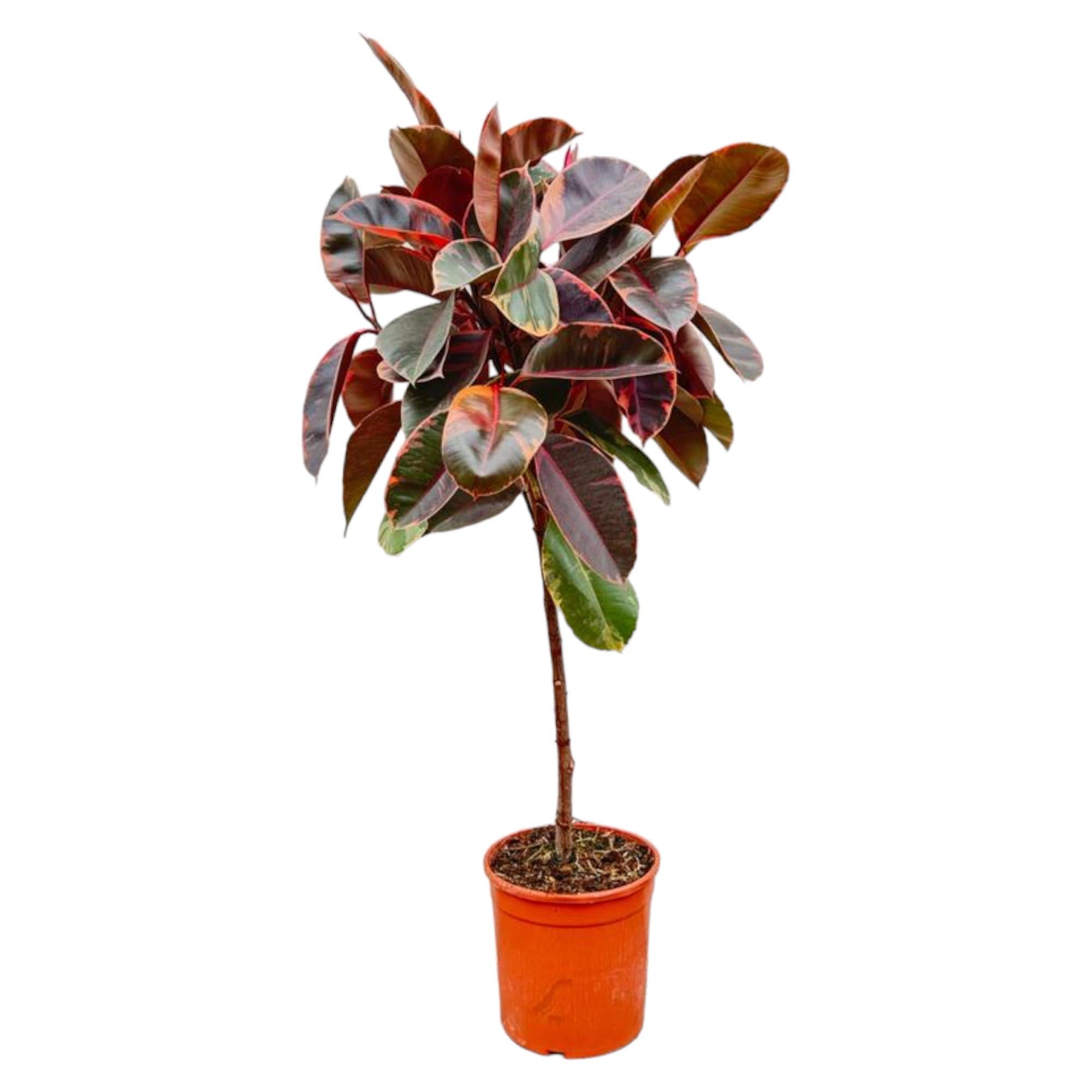 Ficus Elastica Belize (op stam) Ø 24 H 130 cm