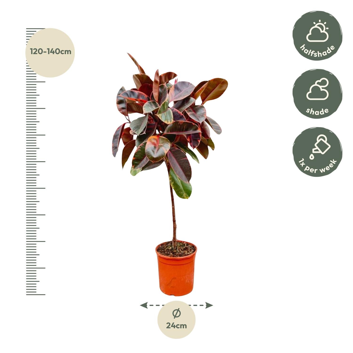 Ficus Elastica Belize (op stam) Ø 24 H 130 cm 2