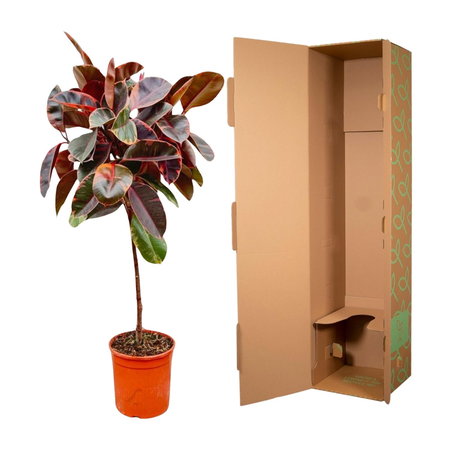 Ficus Elastica Belize (op stam) Ø 24 H 130 cm 3
