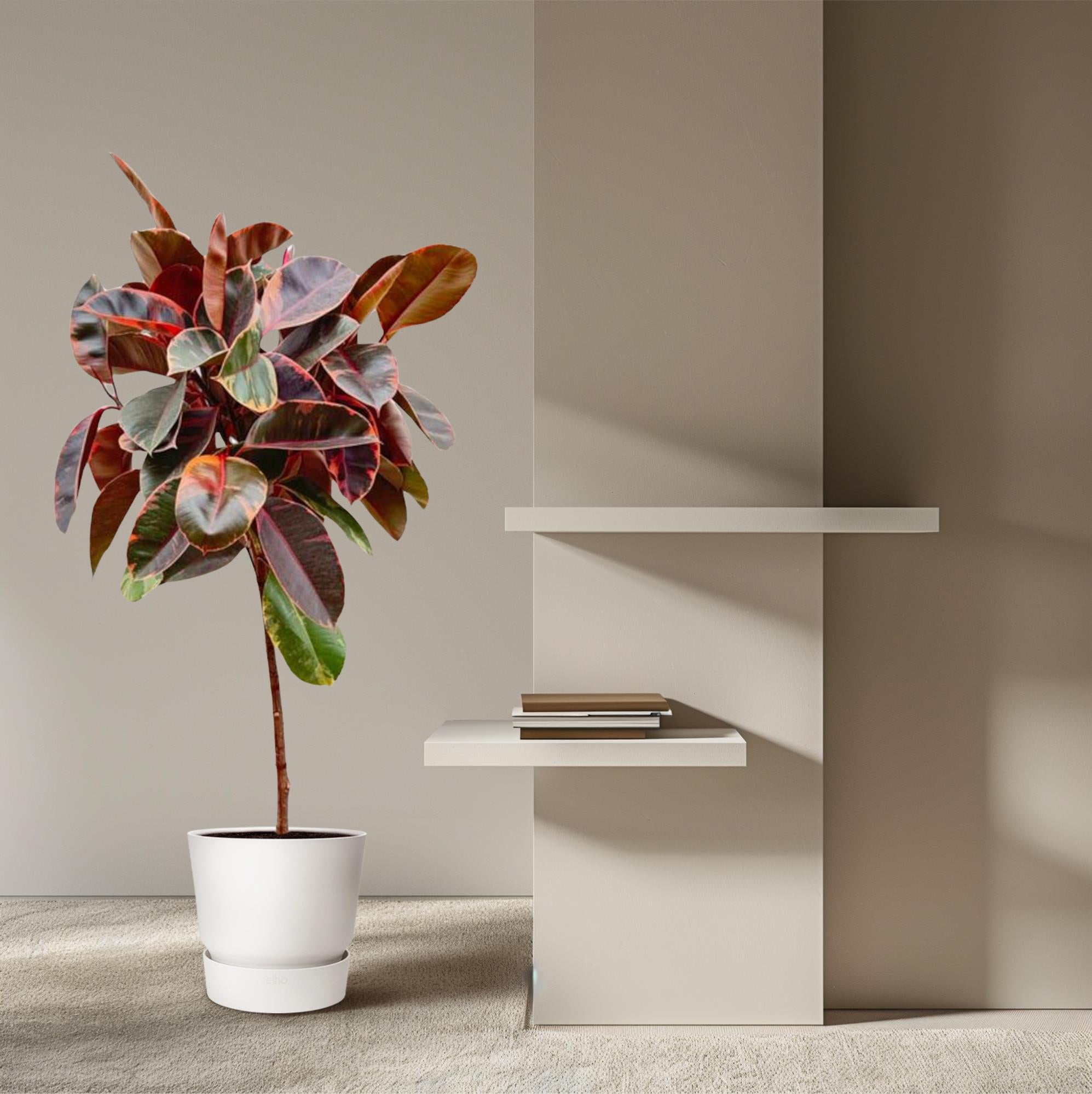 Ficus Elastica Belize (op stam) Ø 24 H 130 cm 4