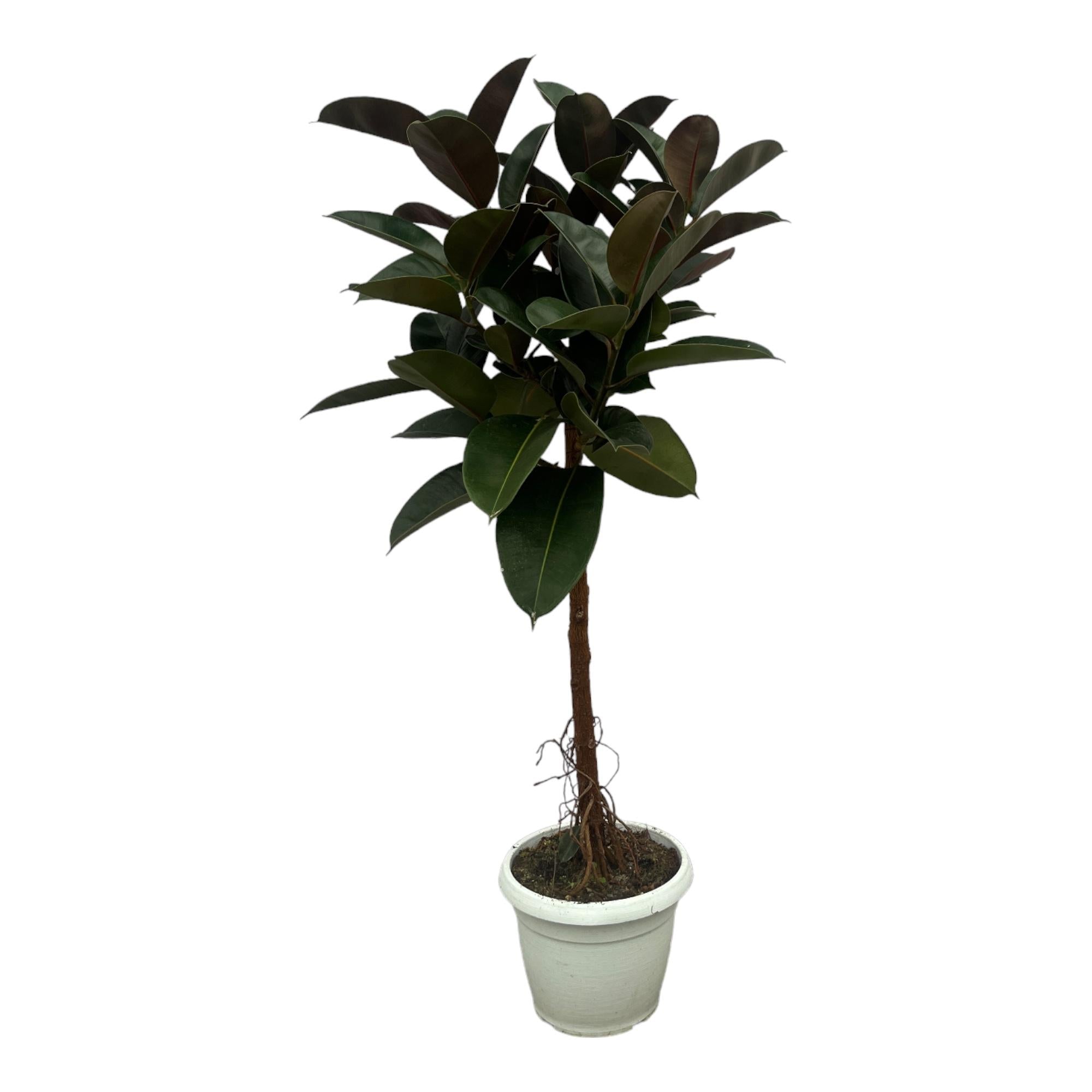 Ficus Elastica Robusta (op stam) Ø 24 H 130 cm