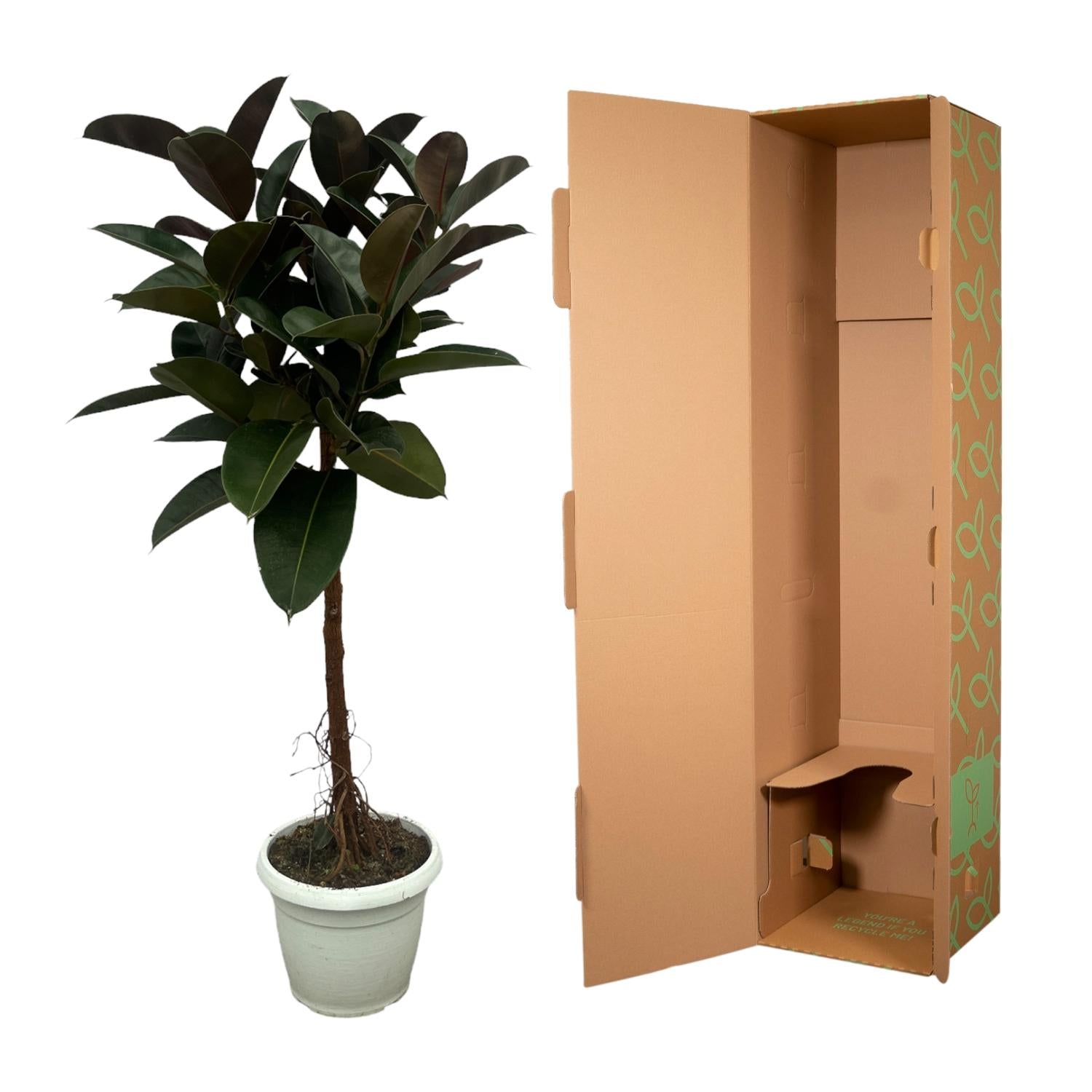 Ficus Elastica Robusta (op stam) Ø 24 H 130 cm 3