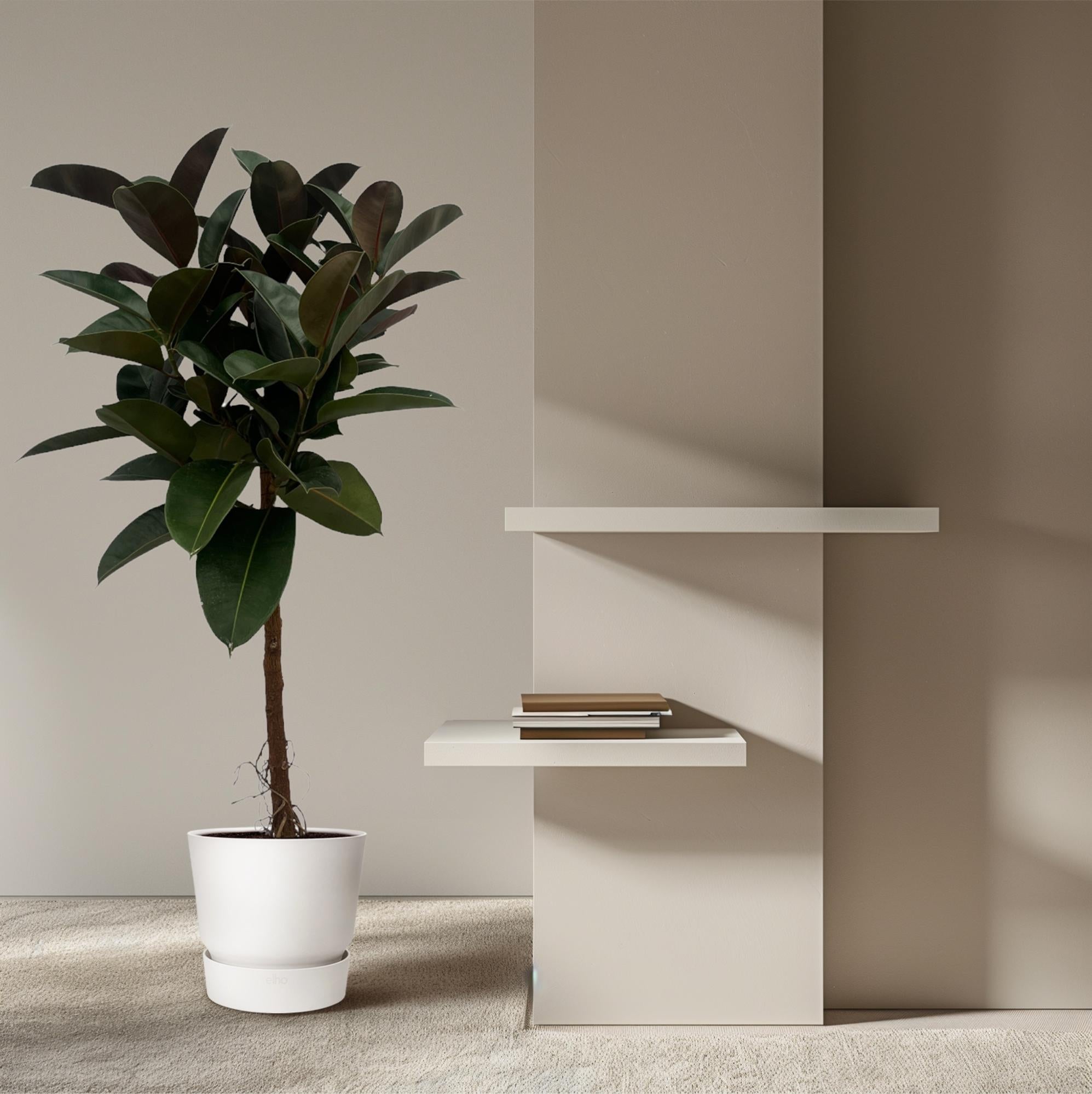 Ficus Elastica Robusta (op stam) Ø 24 H 130 cm 4