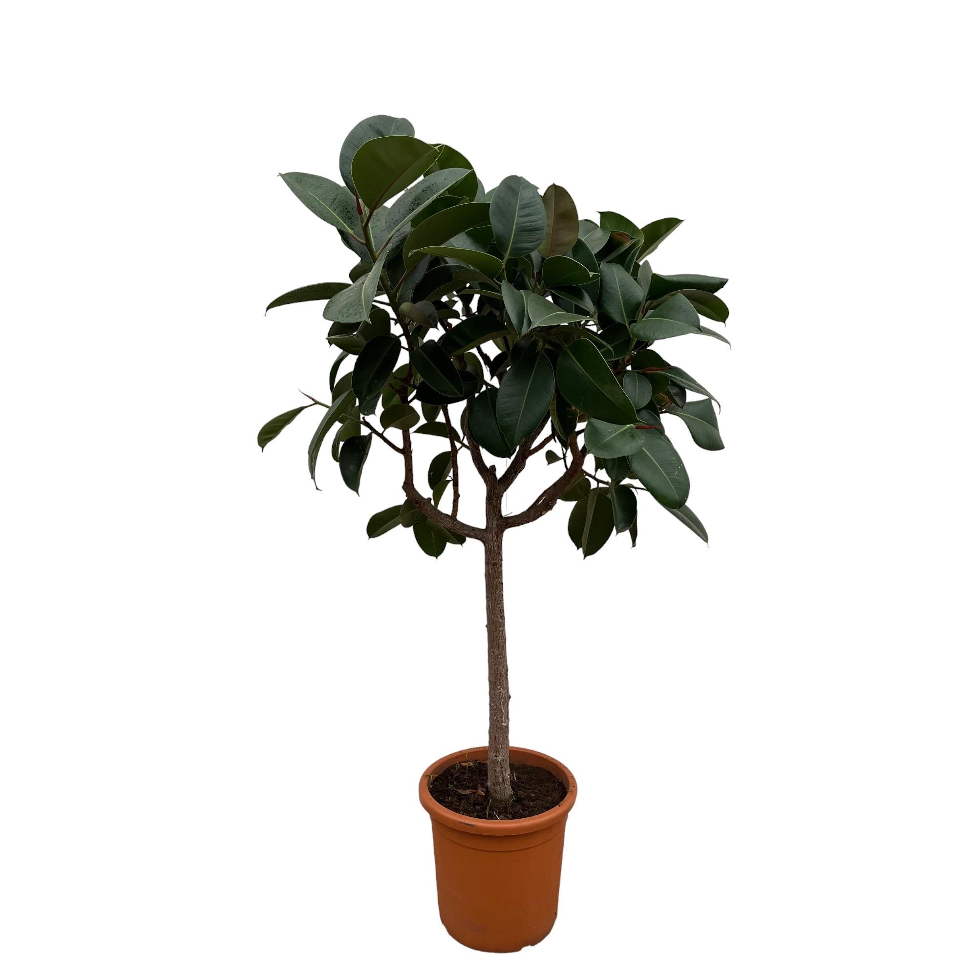 Ficus Elastica Robusta (op stam) Ø 35 H 190 cm