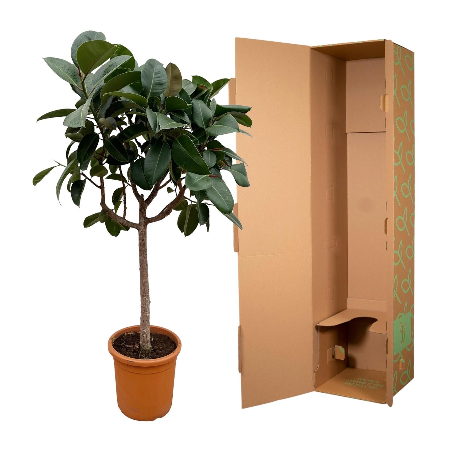 Ficus Elastica Robusta (op stam) Ø 35 H 190 cm 3