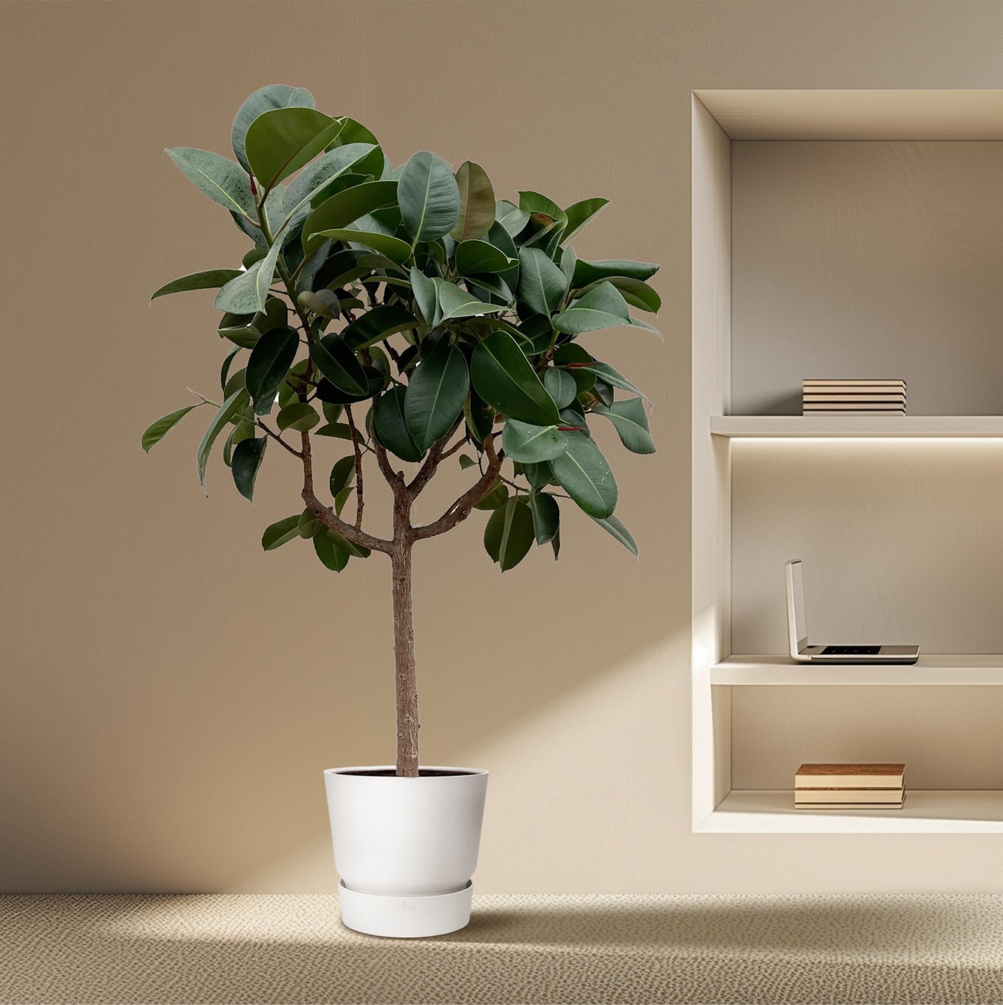 Ficus Elastica Robusta (op stam) Ø 35 H 190 cm 4
