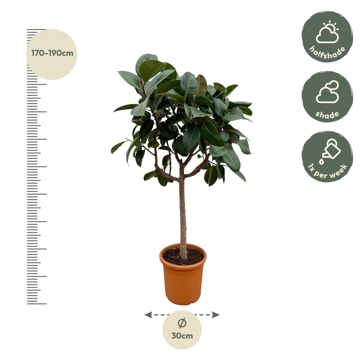 Ficus Elastica Robusta (op stam) Ø 40 H 190 cm 2